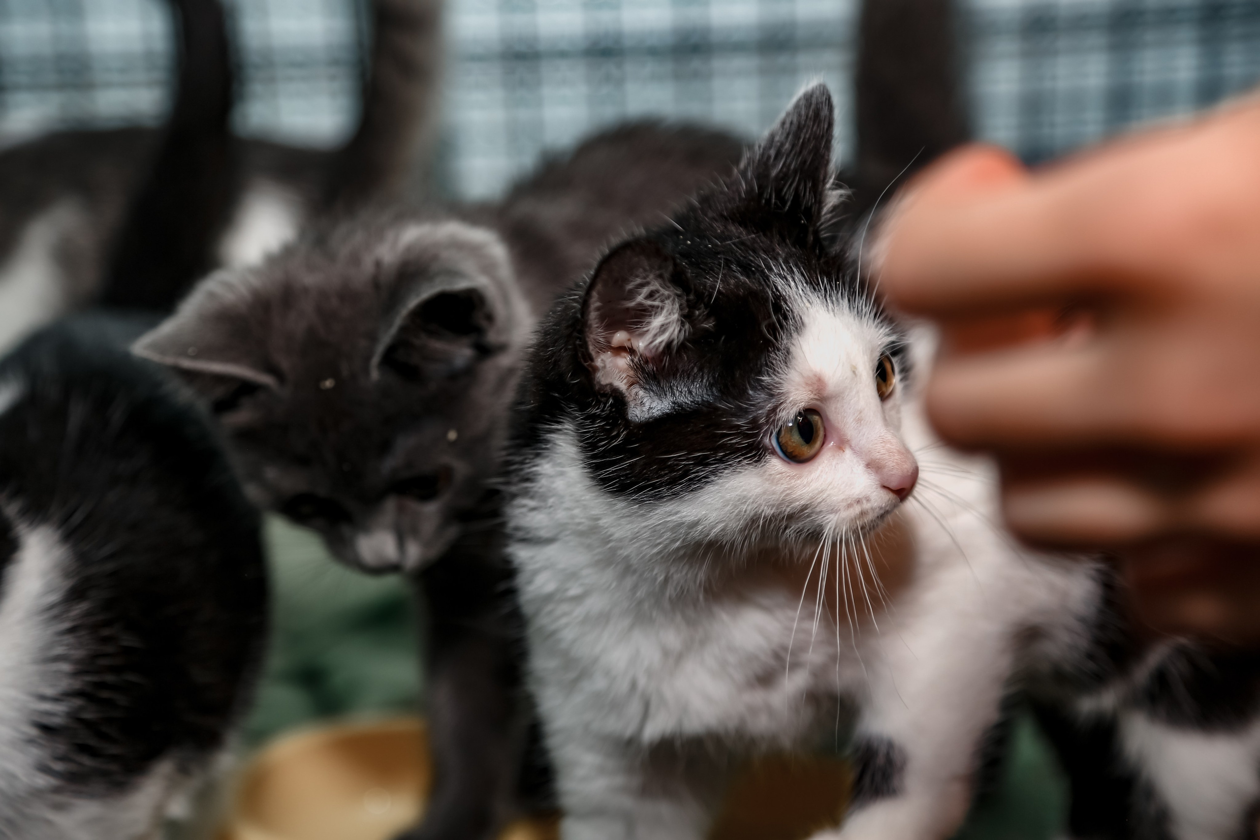 Приют Кошкин Дом Филимоша. Ваш фотограф в Оренбурге Рощупкина Екатерина
