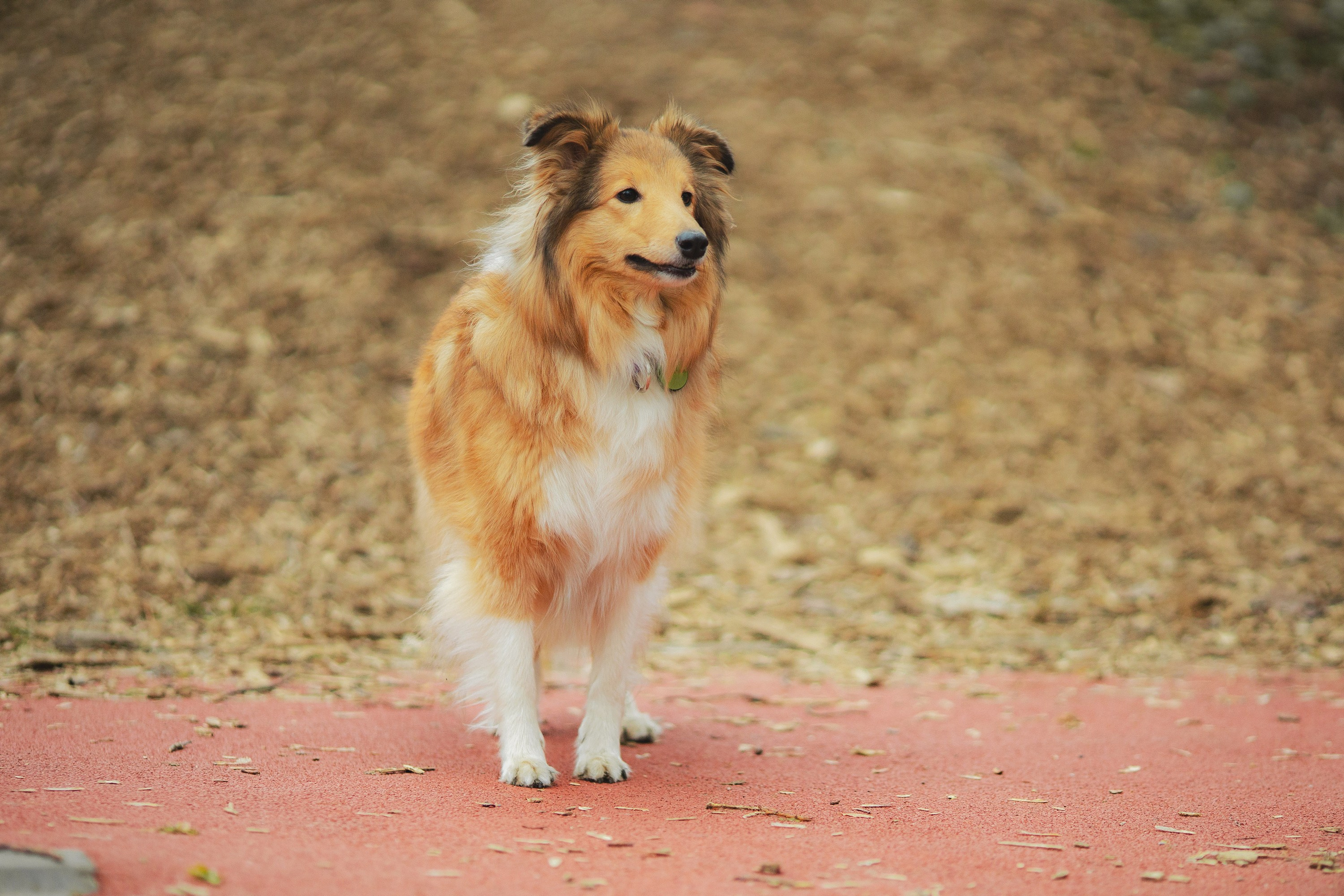 Шелти Встреча. Художник и Фотограф Тимохина Юлия