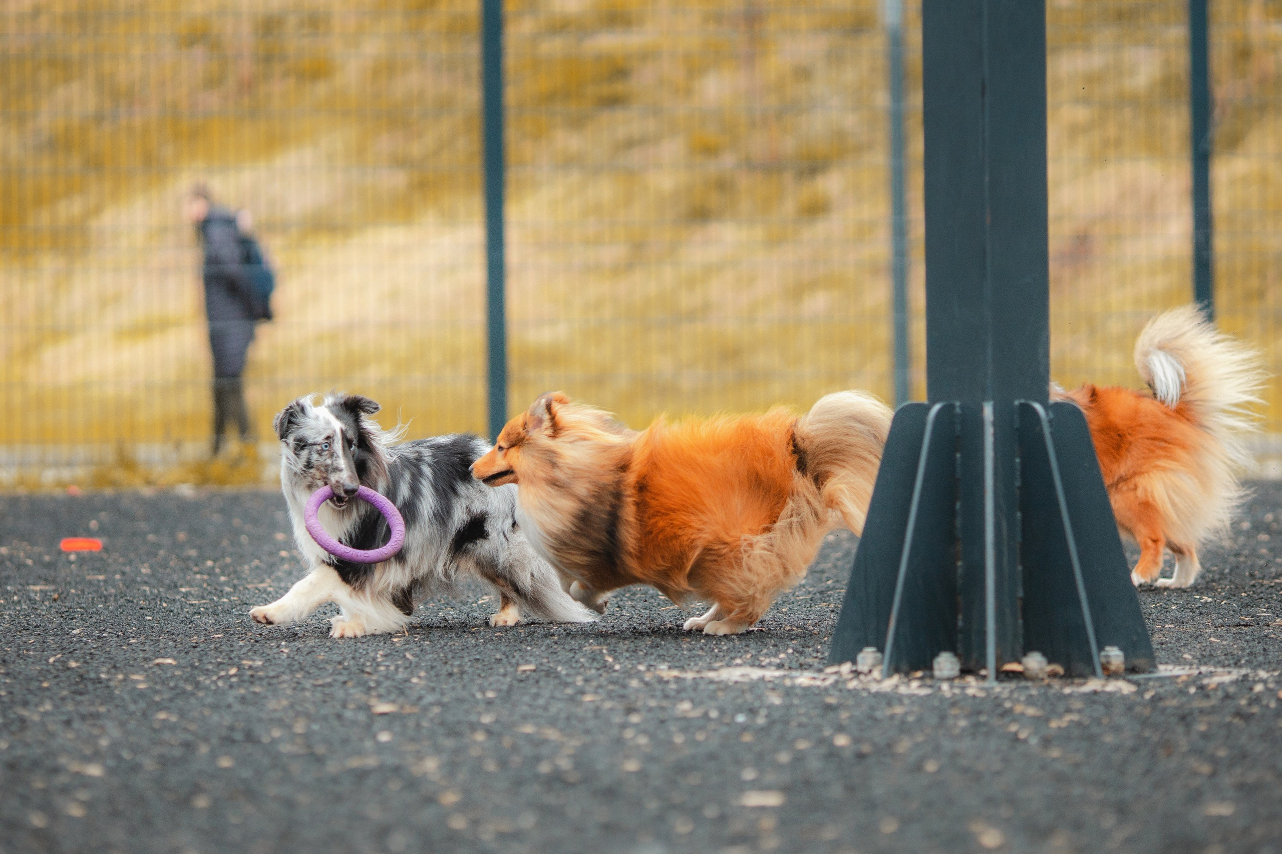 Шелти Встреча. Художник и Фотограф Тимохина Юлия