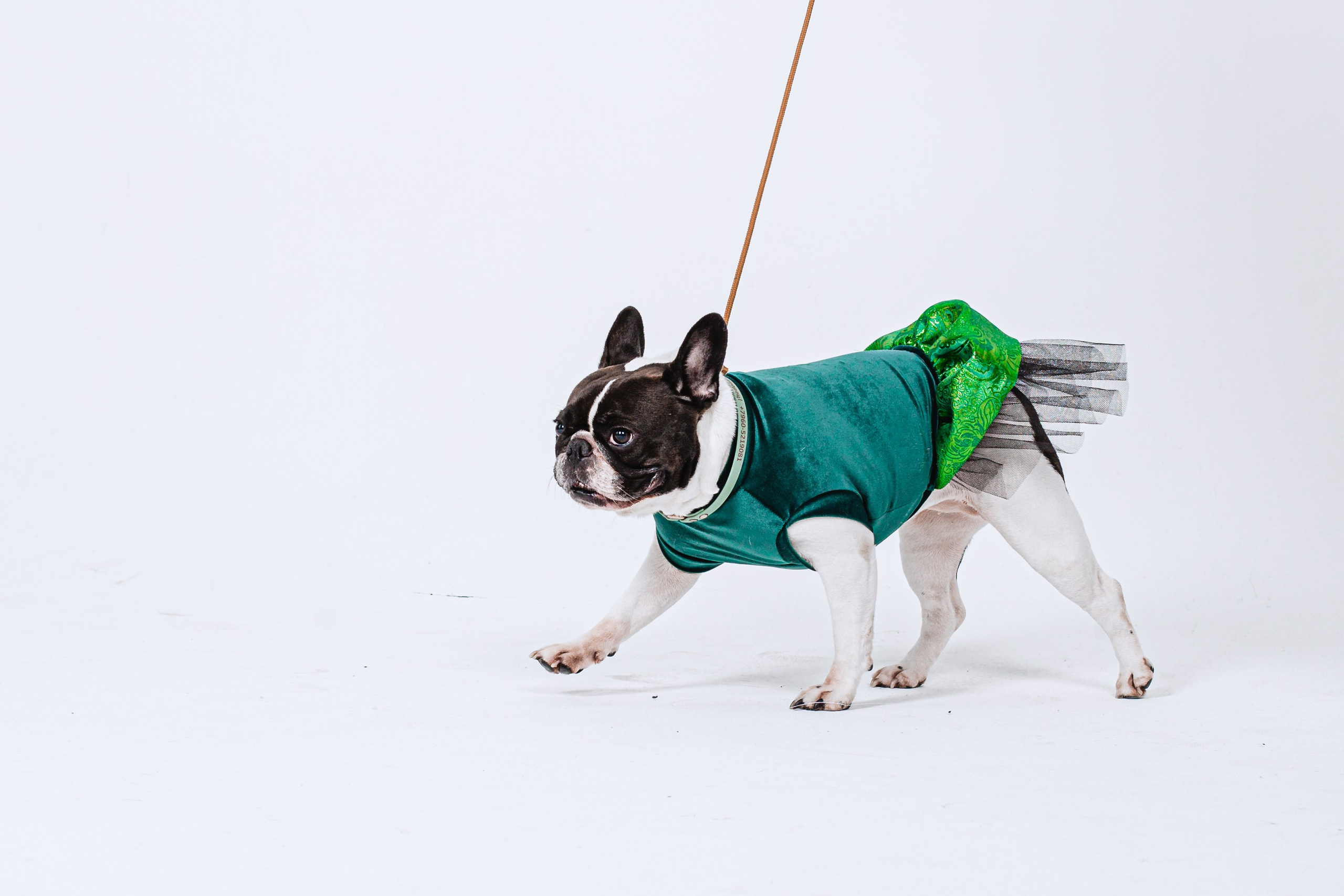 Пижамная вечеринка французских бульдогов и их хозяев. Фотограф-анималист Татьяна Степанова