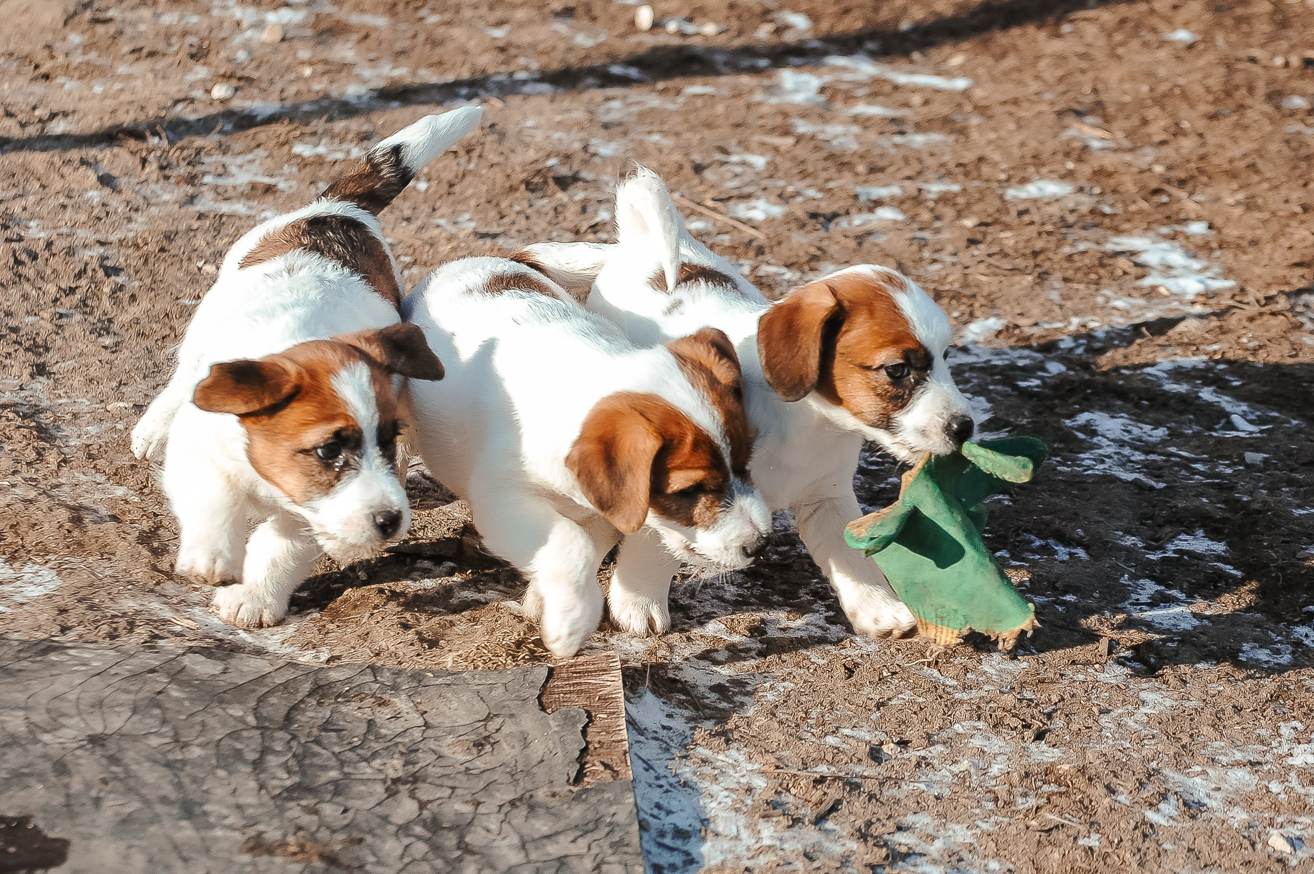 3КОБЛ_СНЕГОВИК. CANE MAESTRO — kennel Jack Russell Terrier