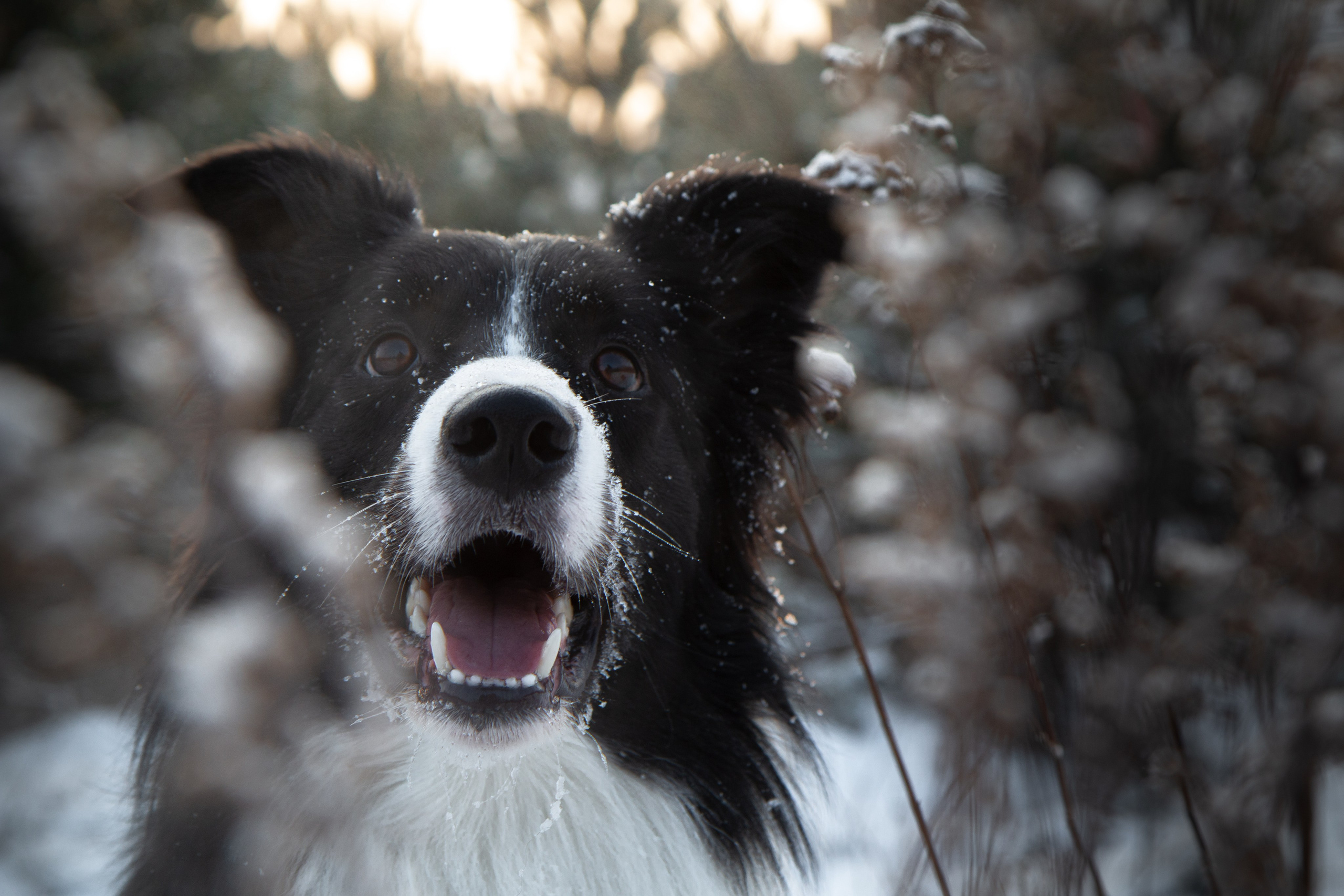 Фотосъёмка животных. Предметный и репортажный фотограф Алексей Кротов