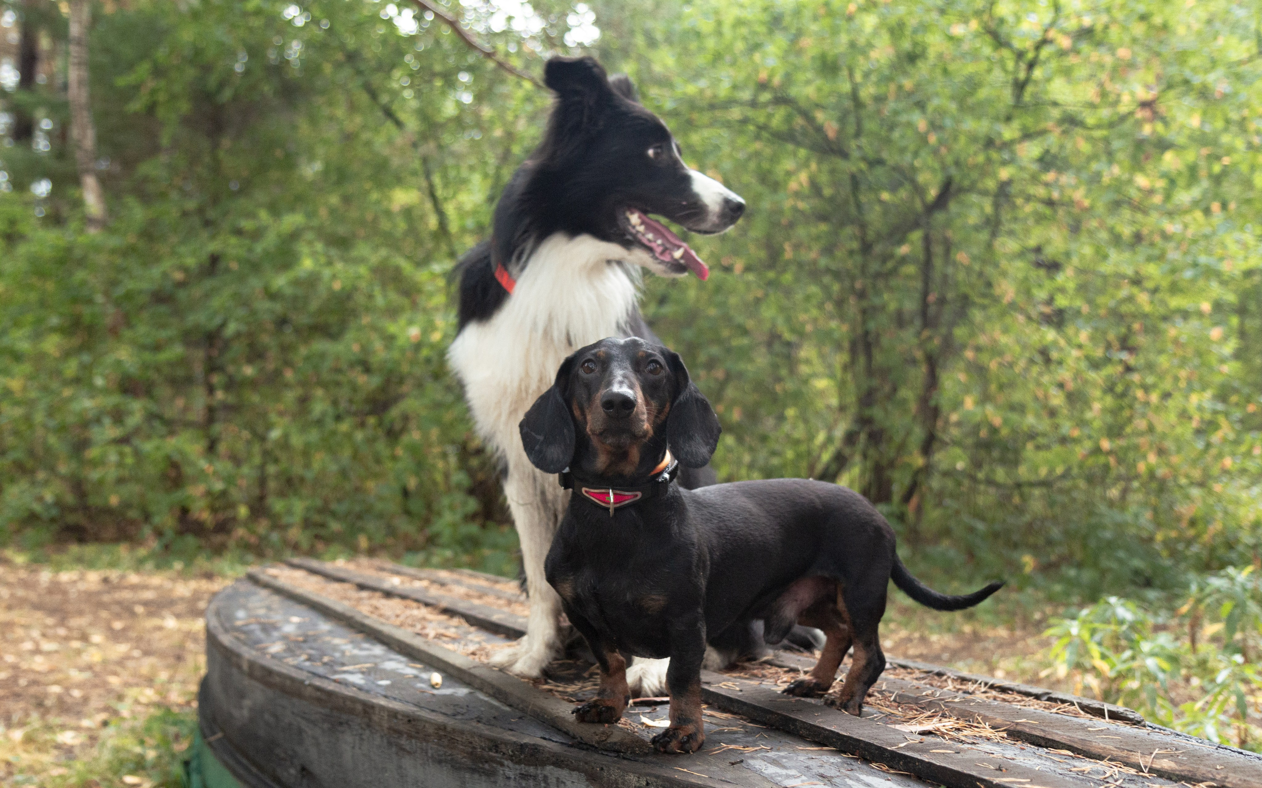 Фотосъёмка животных. Предметный и репортажный фотограф Алексей Кротов