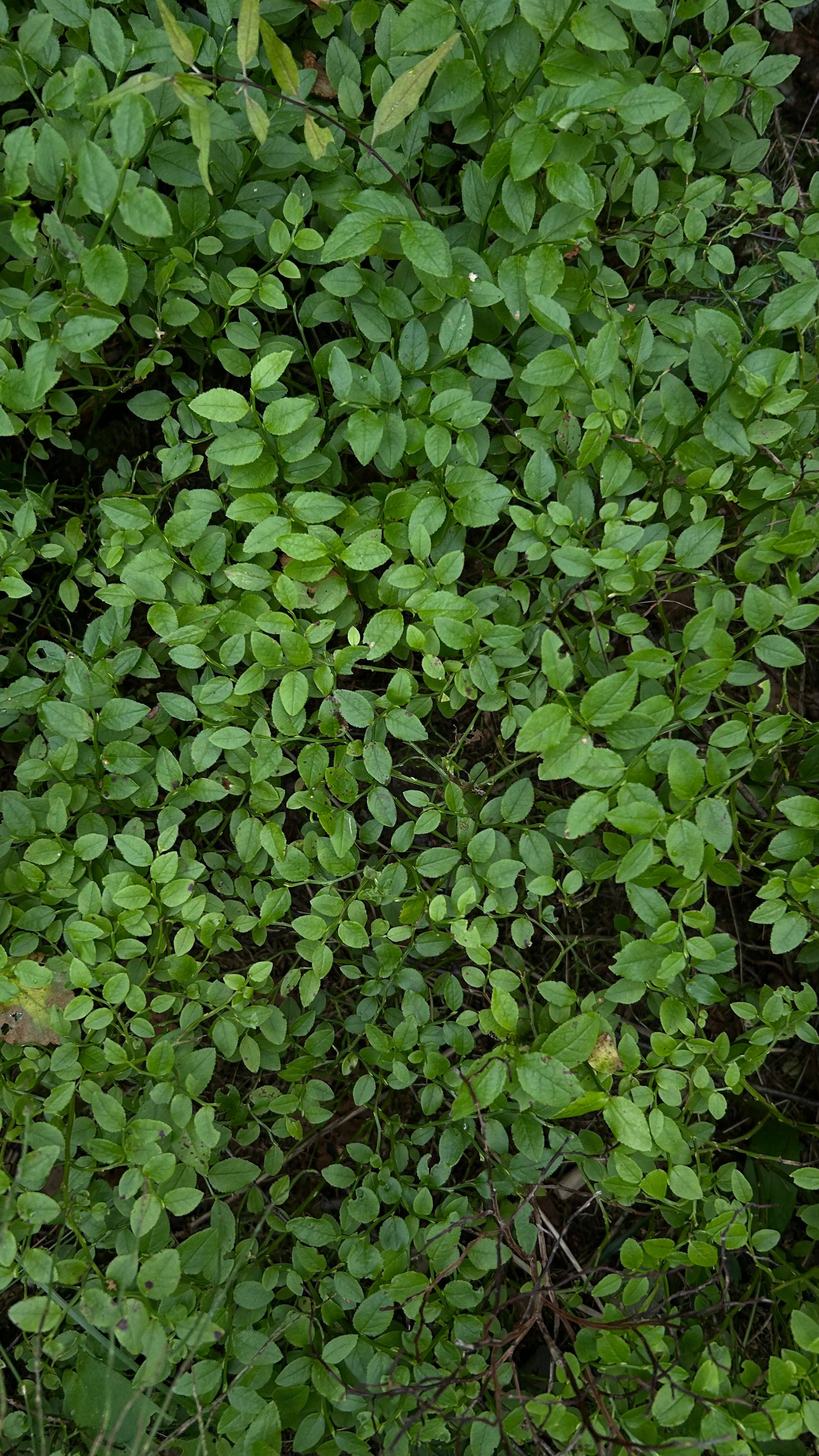 Лето, ах лето. Фотокружок «Видоискатель» ГБОУ СОШ № 291