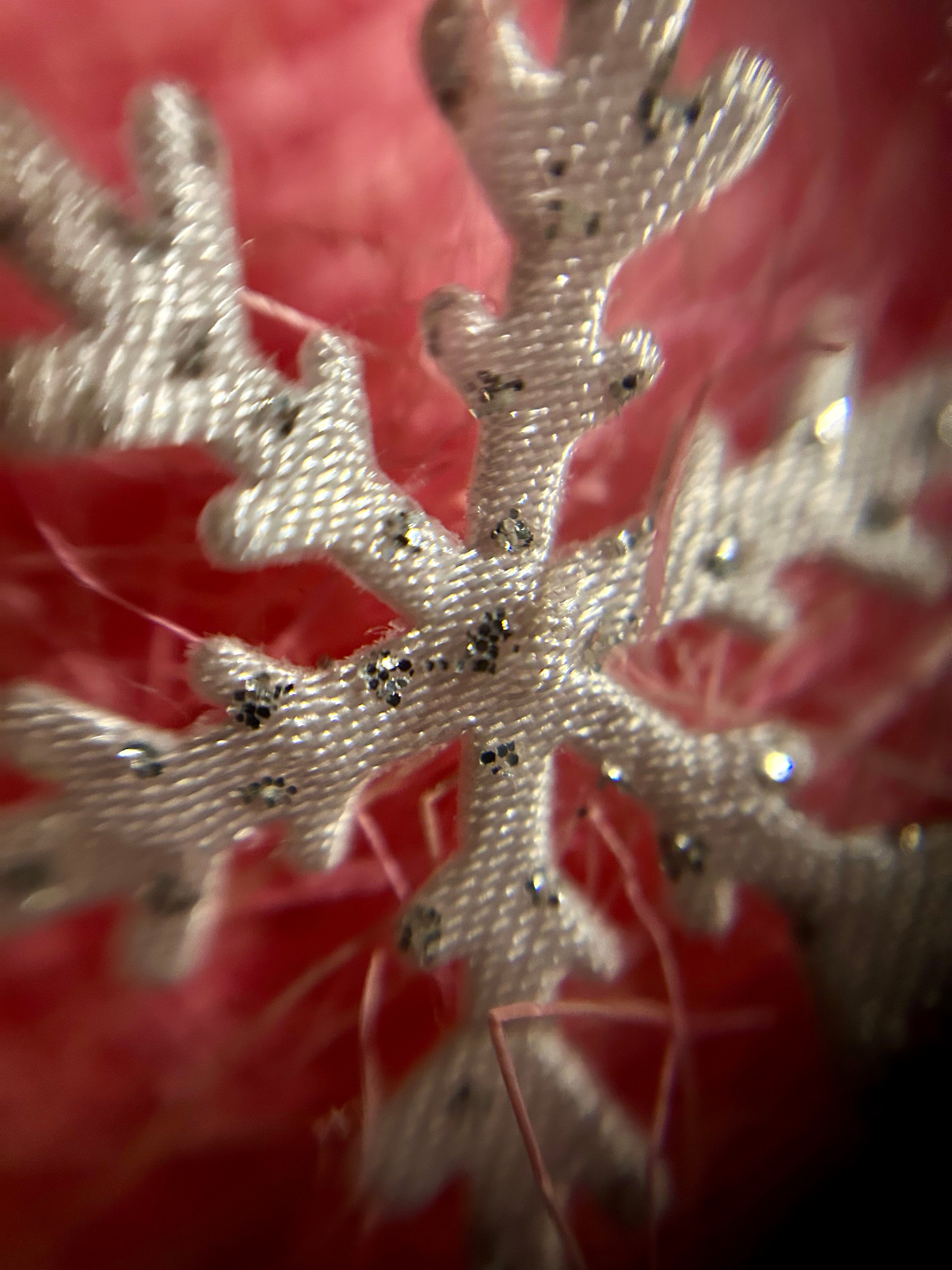 Макромир. Фотокружок «Видоискатель» ГБОУ СОШ № 291