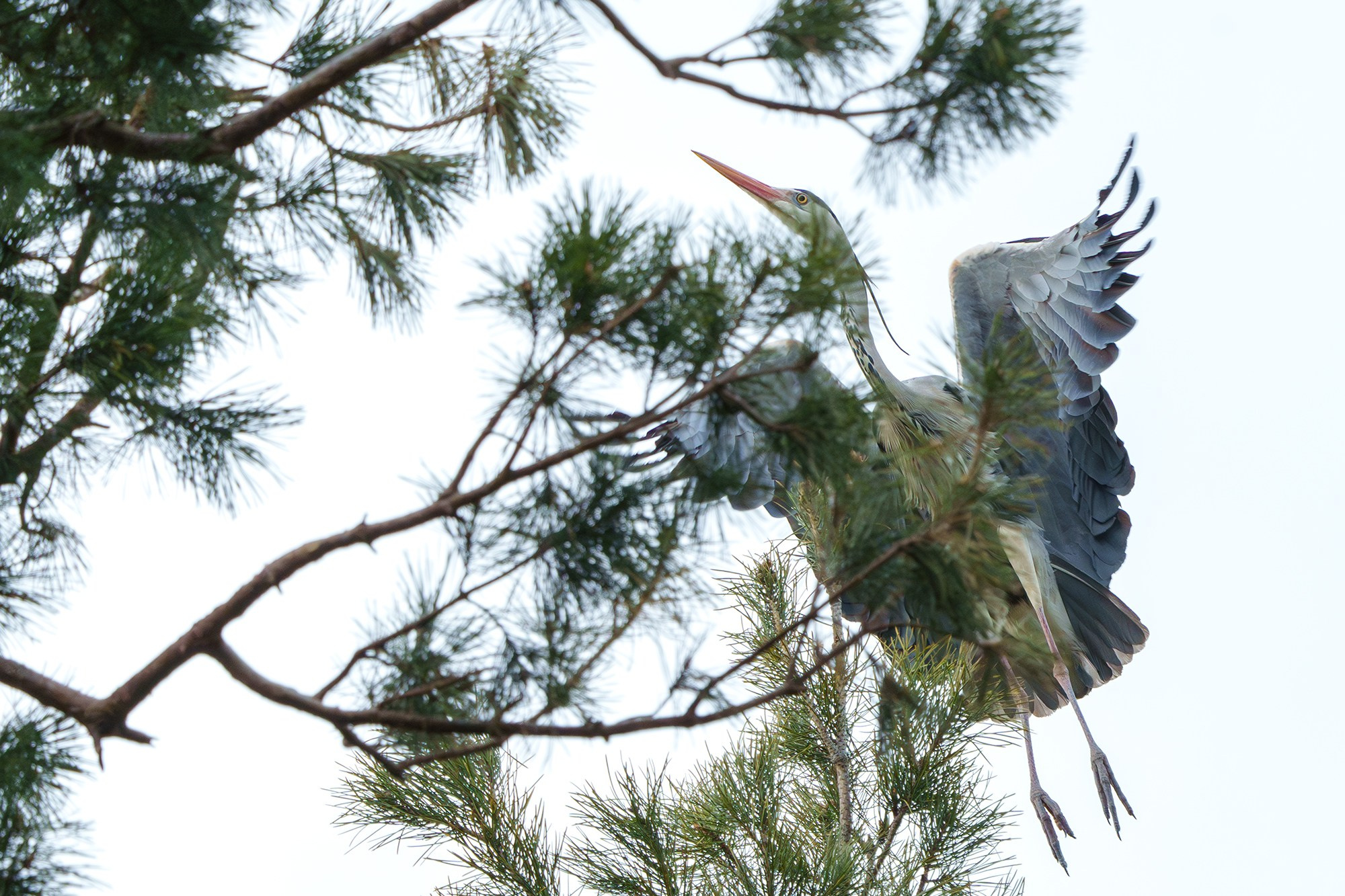 Удивительные мир птиц. Вокруг нас столько прекрасного — присмотритесь!. Ваш личный фотограф Марина Волкова