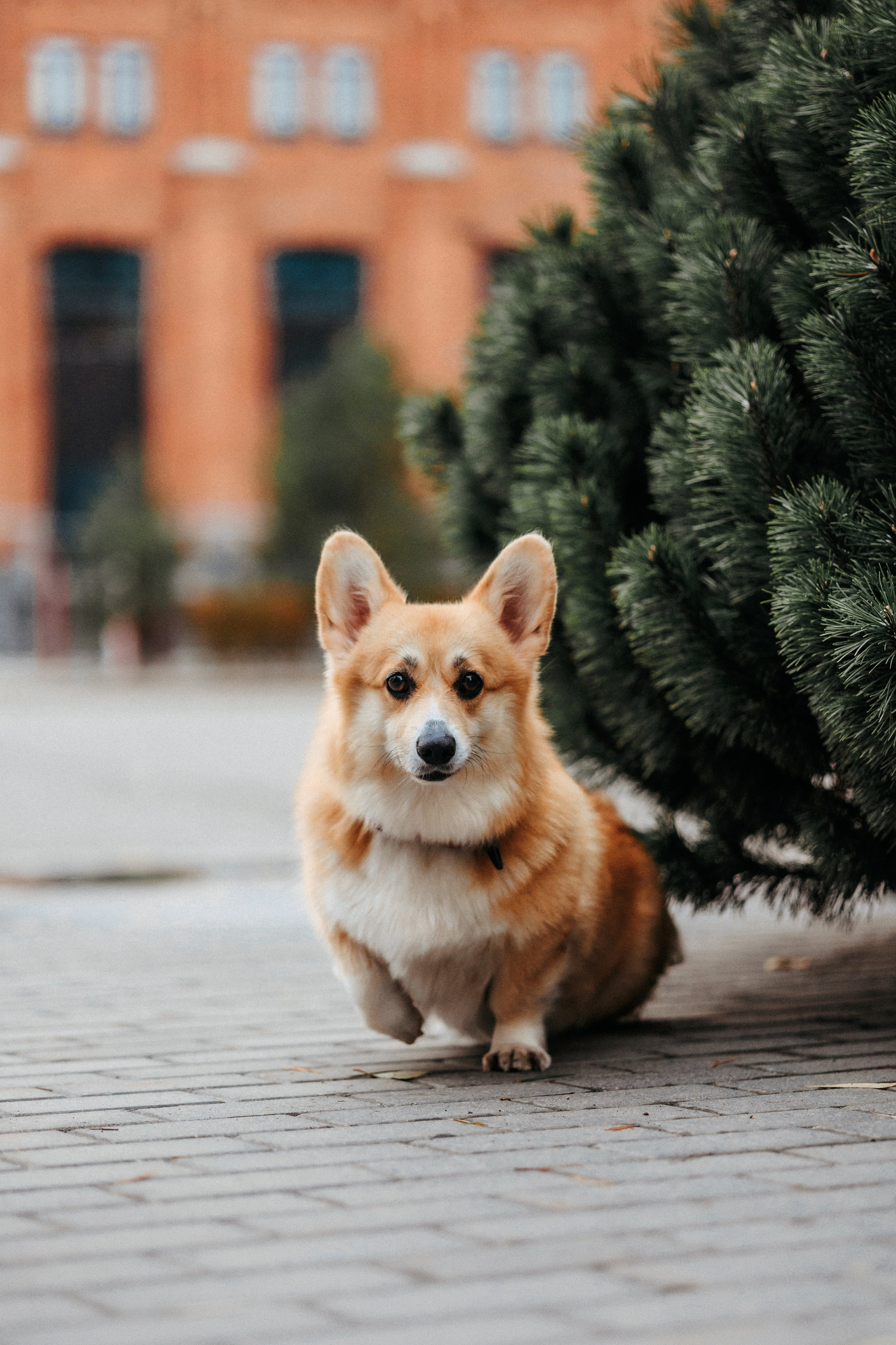 Вера, Саша и Муна. Фотограф-анималист Елена Радченко, Москва