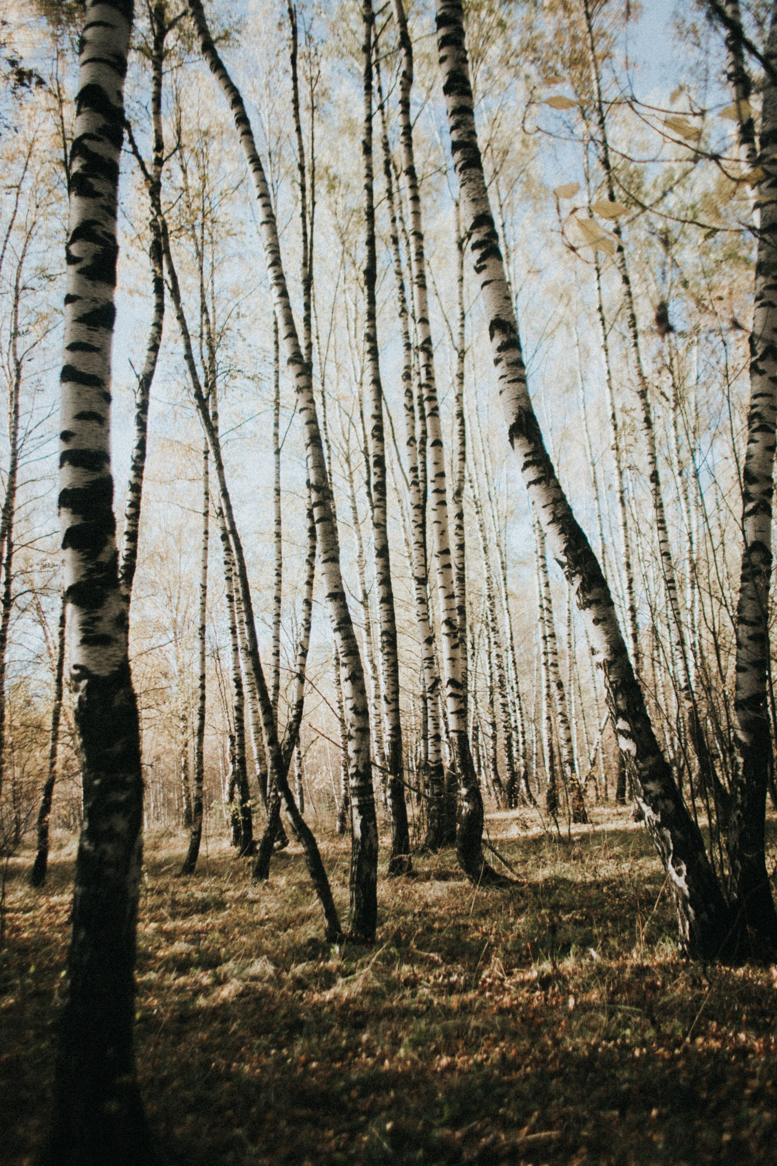 Алина. Мухоморы. Фотограф в Нижнем Новгороде