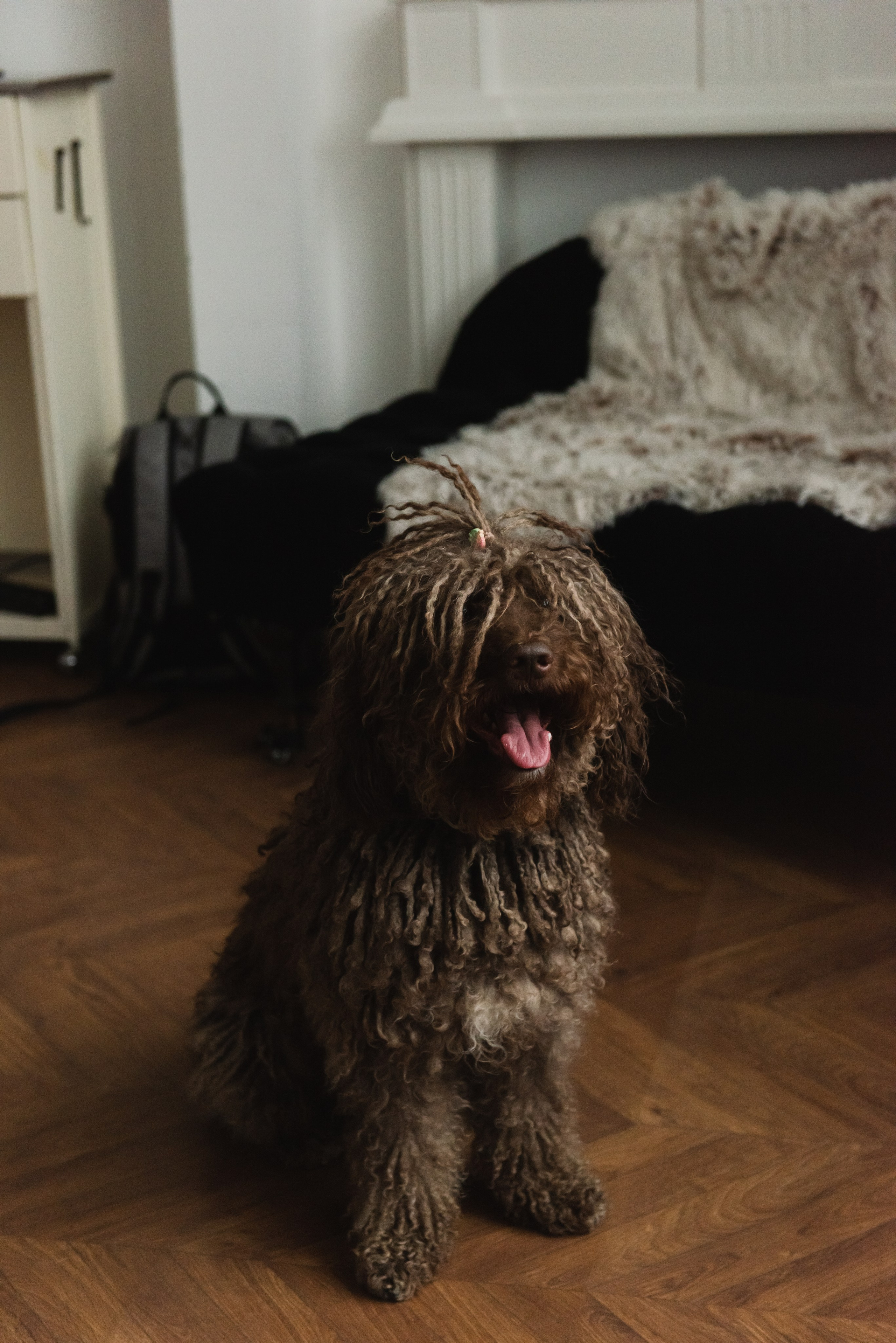 Pets. Фотограф в Москве Daria Lens