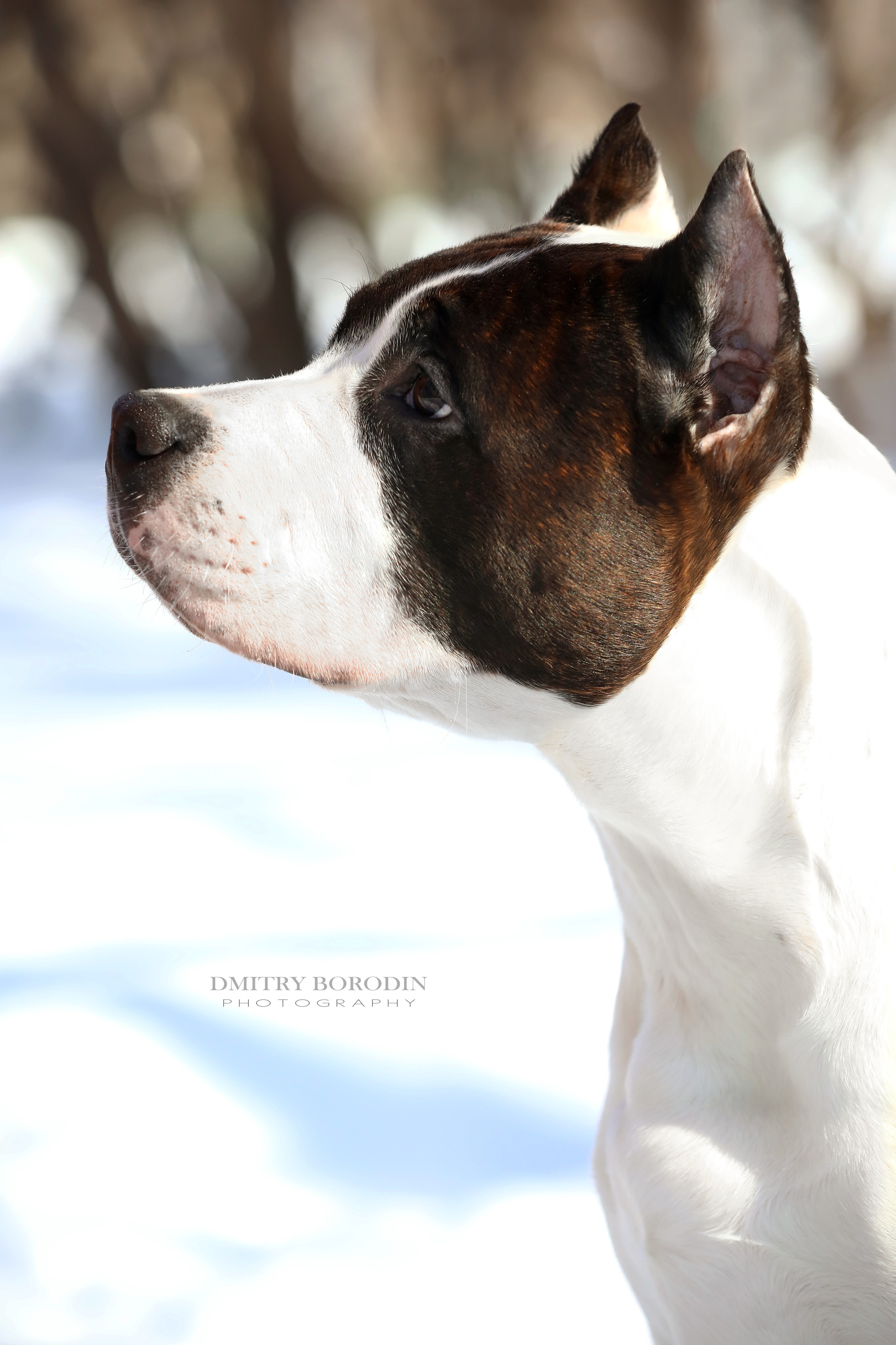 Американский стафф,  Норд. Ph Dmitrii Borodin