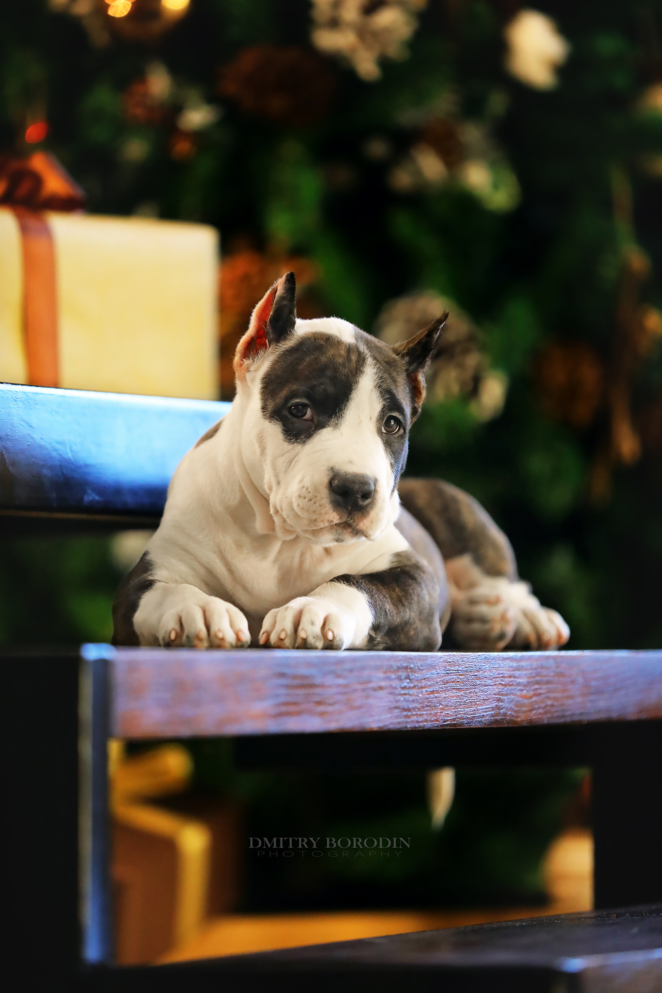 20.12.2021 Ам Стафф Норд. Фотограф Дмитрий Бородин