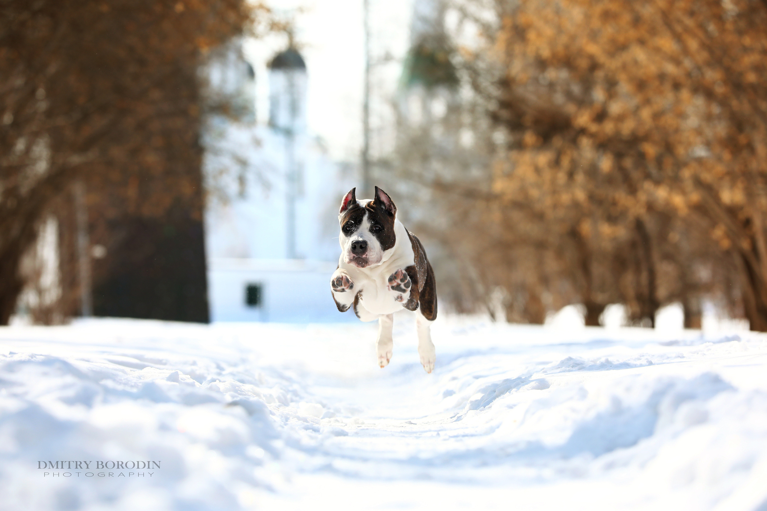 Американский стафф,  Норд. Ph Dmitrii Borodin