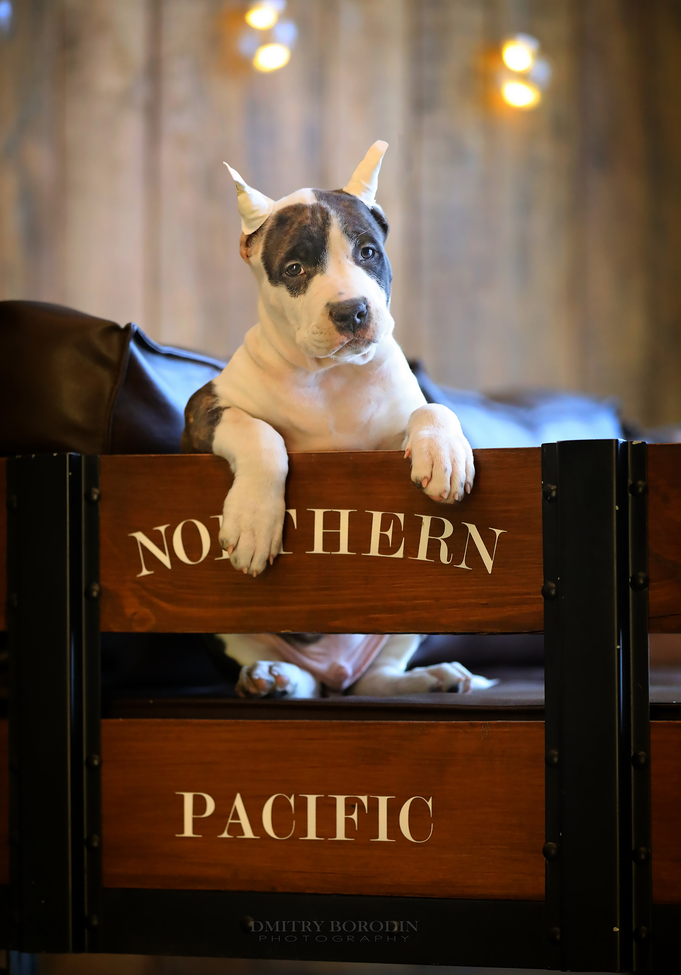 20.12.2021 Ам Стафф Норд. Фотограф Дмитрий Бородин