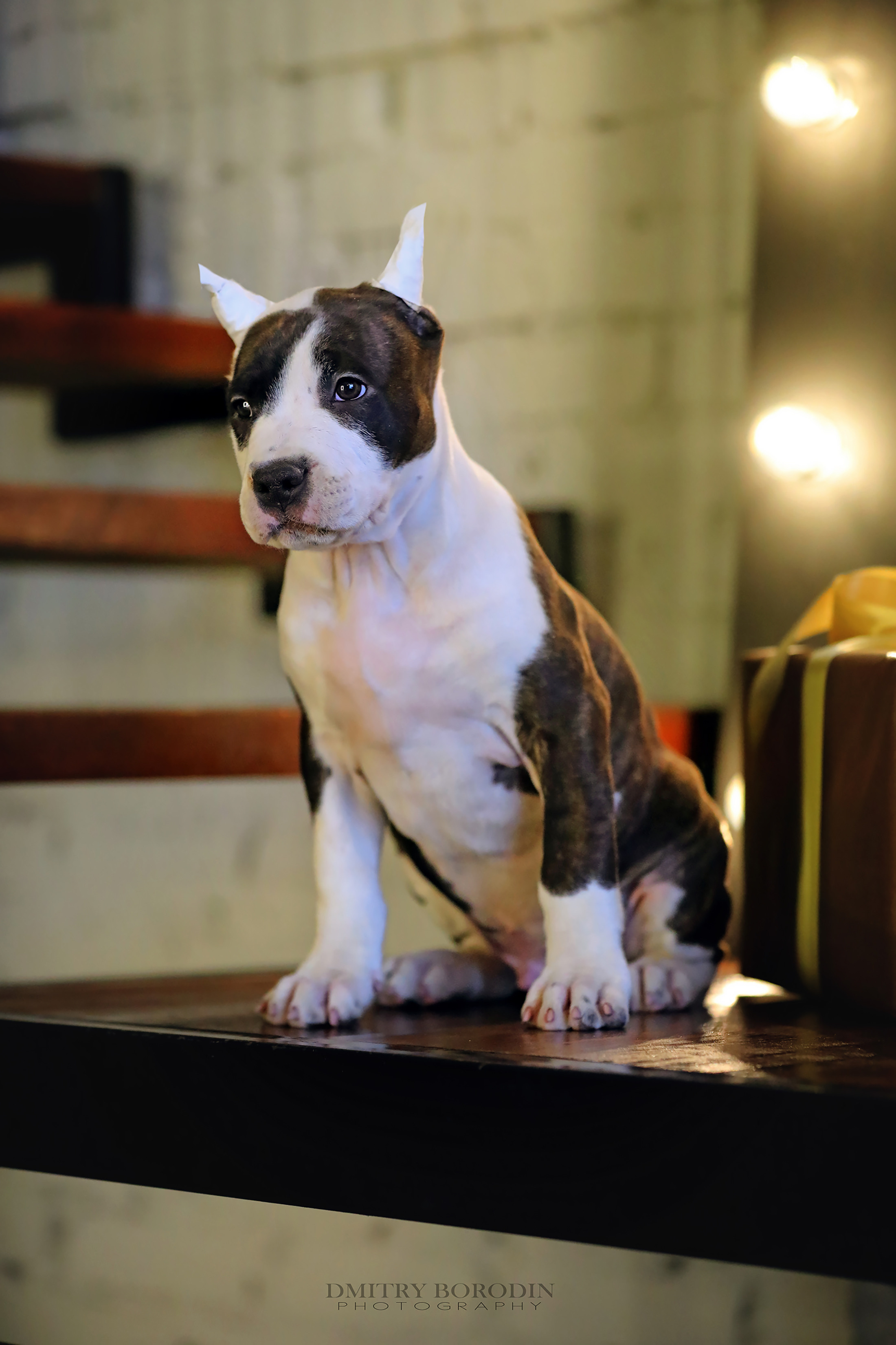 20.12.2021 Ам Стафф Норд. Фотограф Дмитрий Бородин