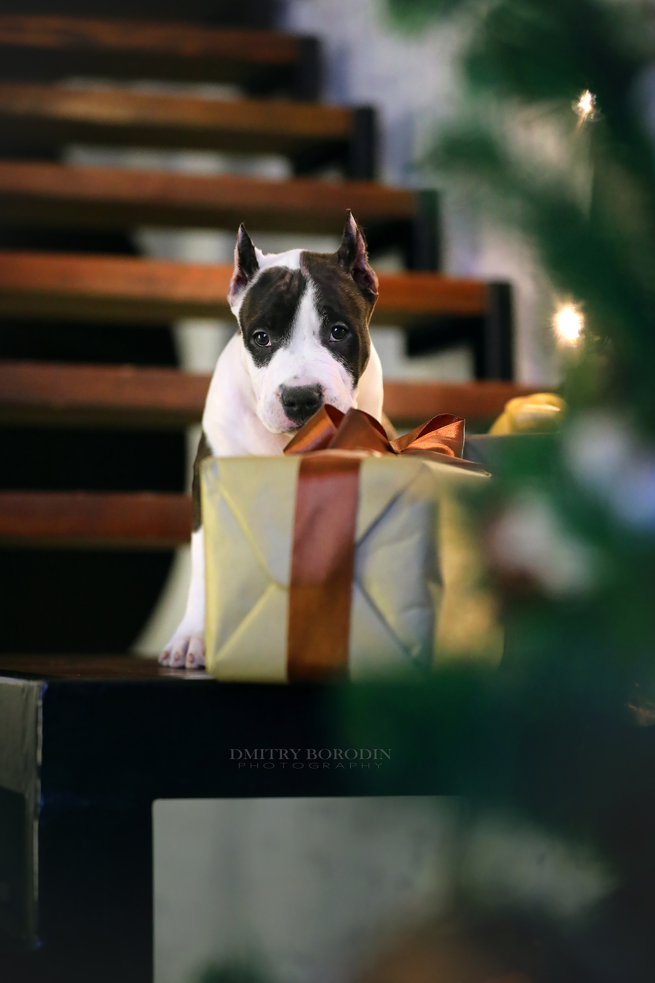 20.12.2021 Ам Стафф Норд. Фотограф Дмитрий Бородин