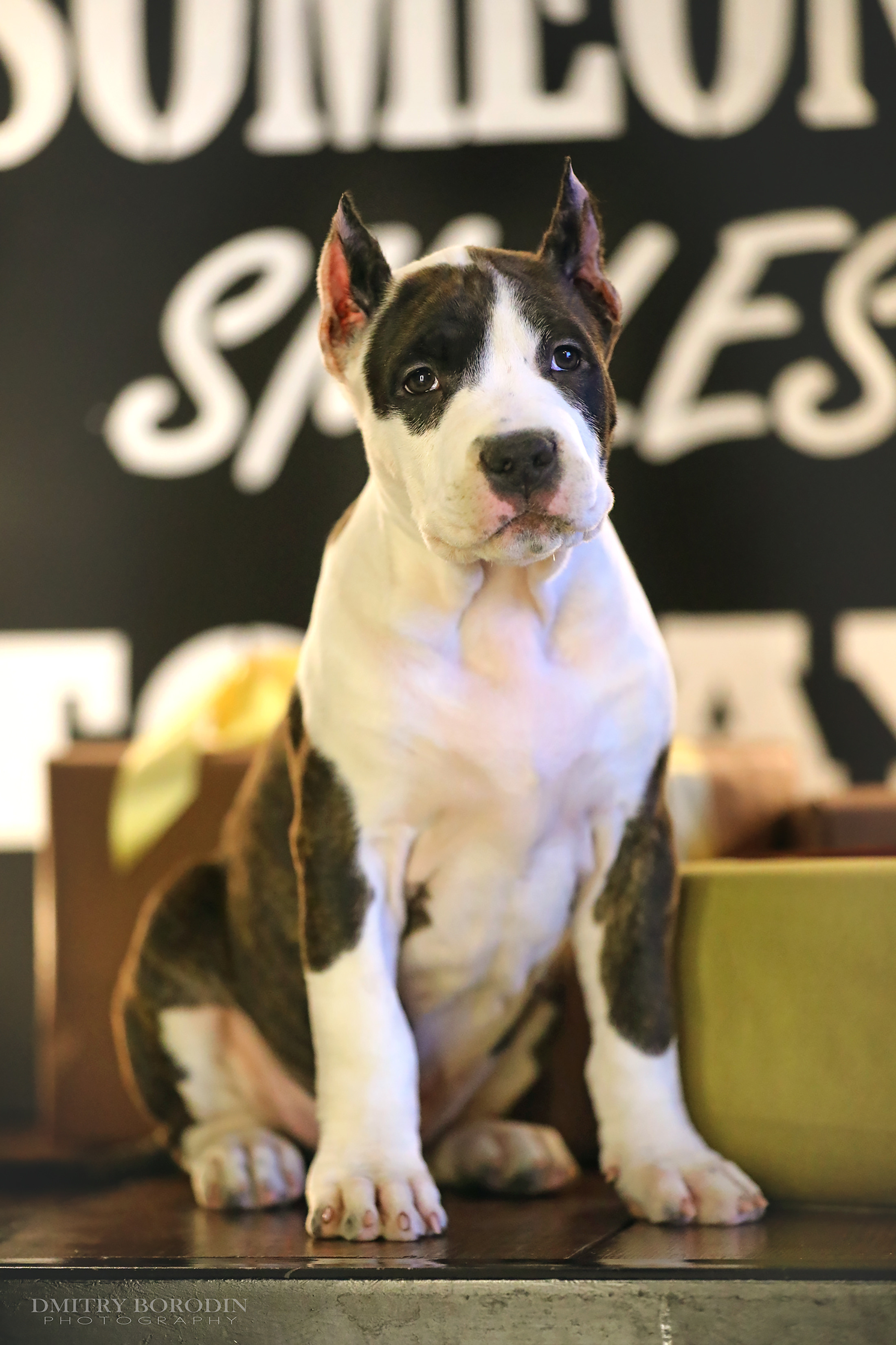 20.12.2021 Ам Стафф Норд. Фотограф Дмитрий Бородин