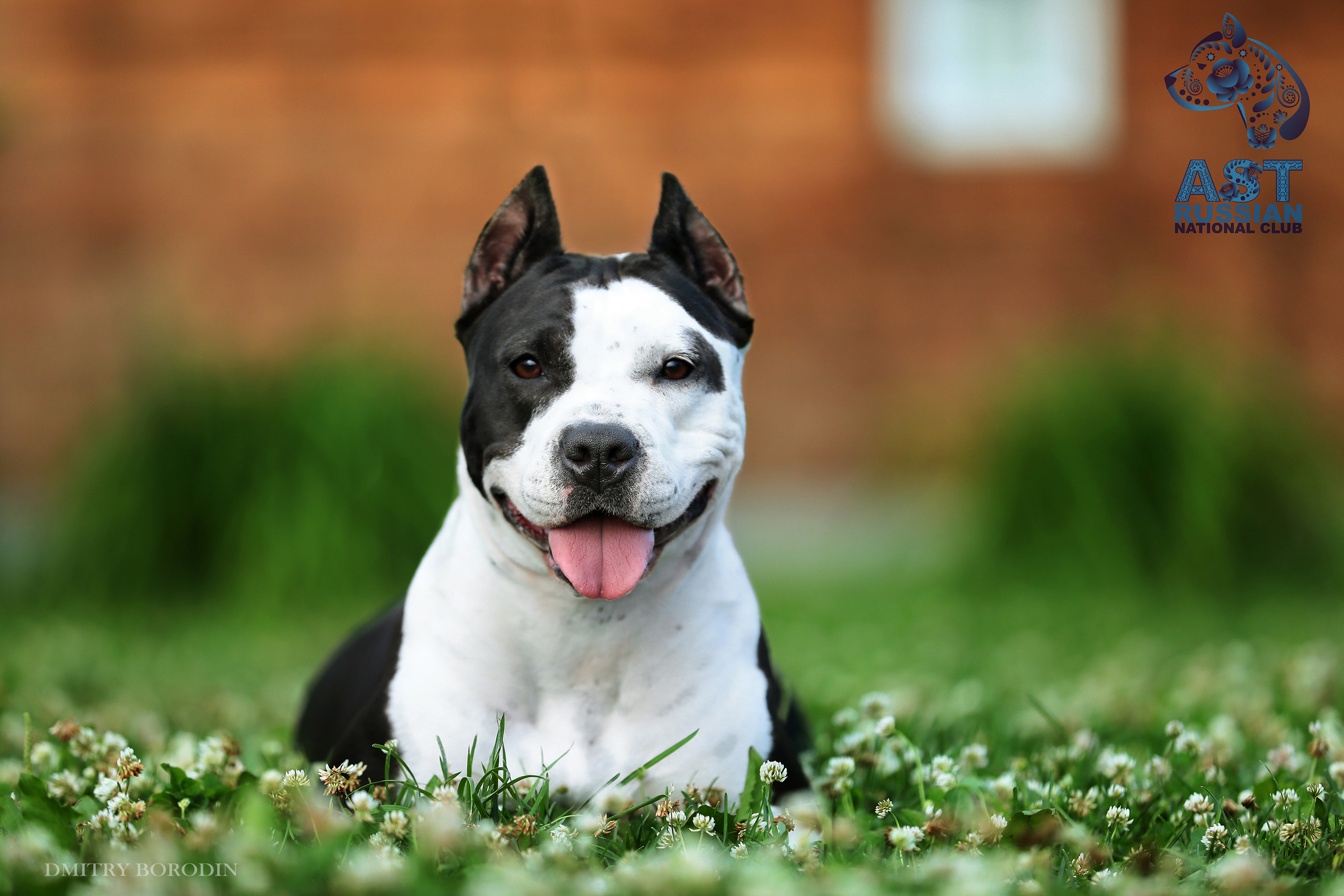 02-03.07.2021 Moscow, 25th AST Russian National Specialty. Ph Dmitrii Borodin