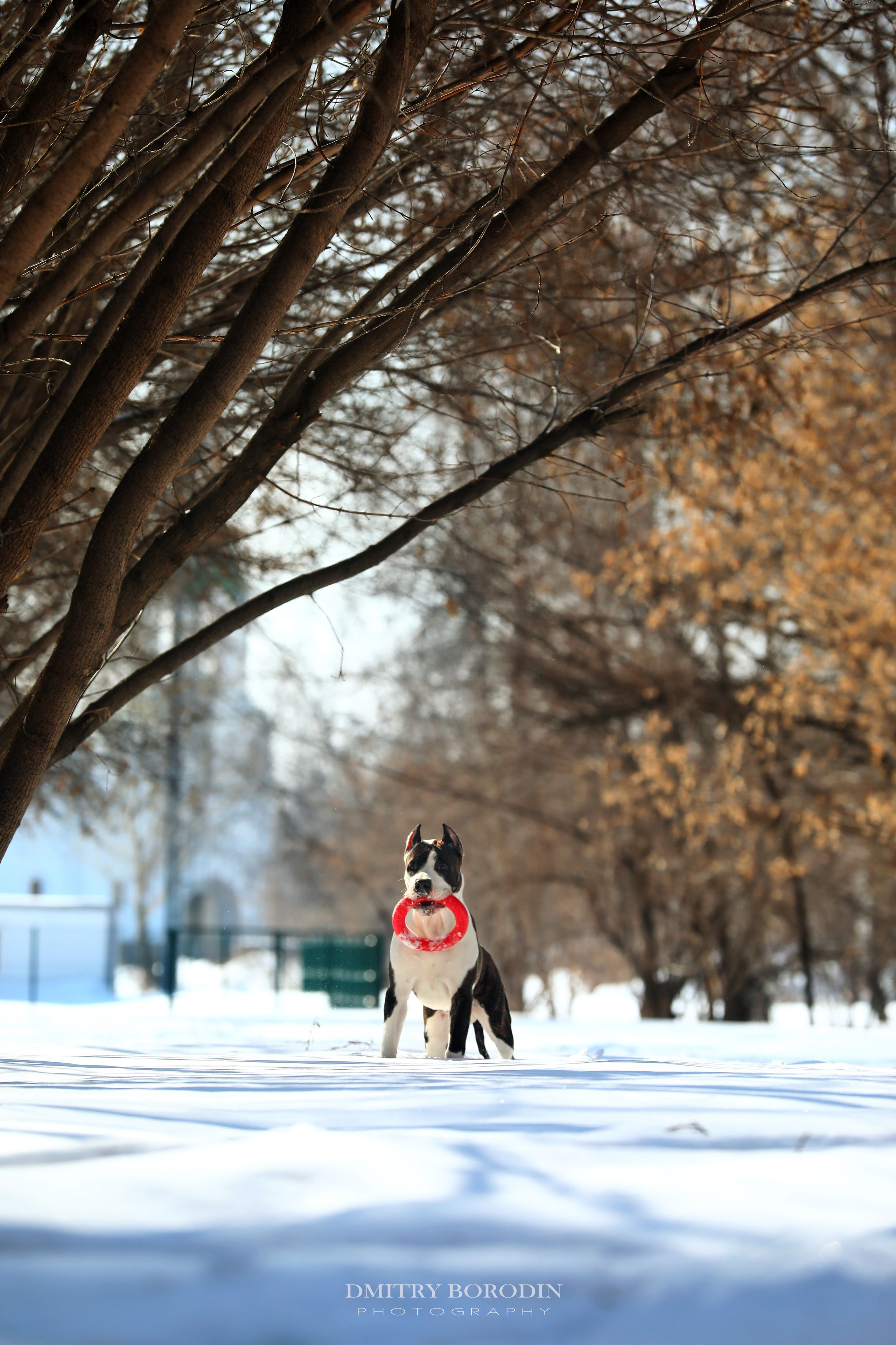 Американский стафф,  Норд. Ph Dmitrii Borodin