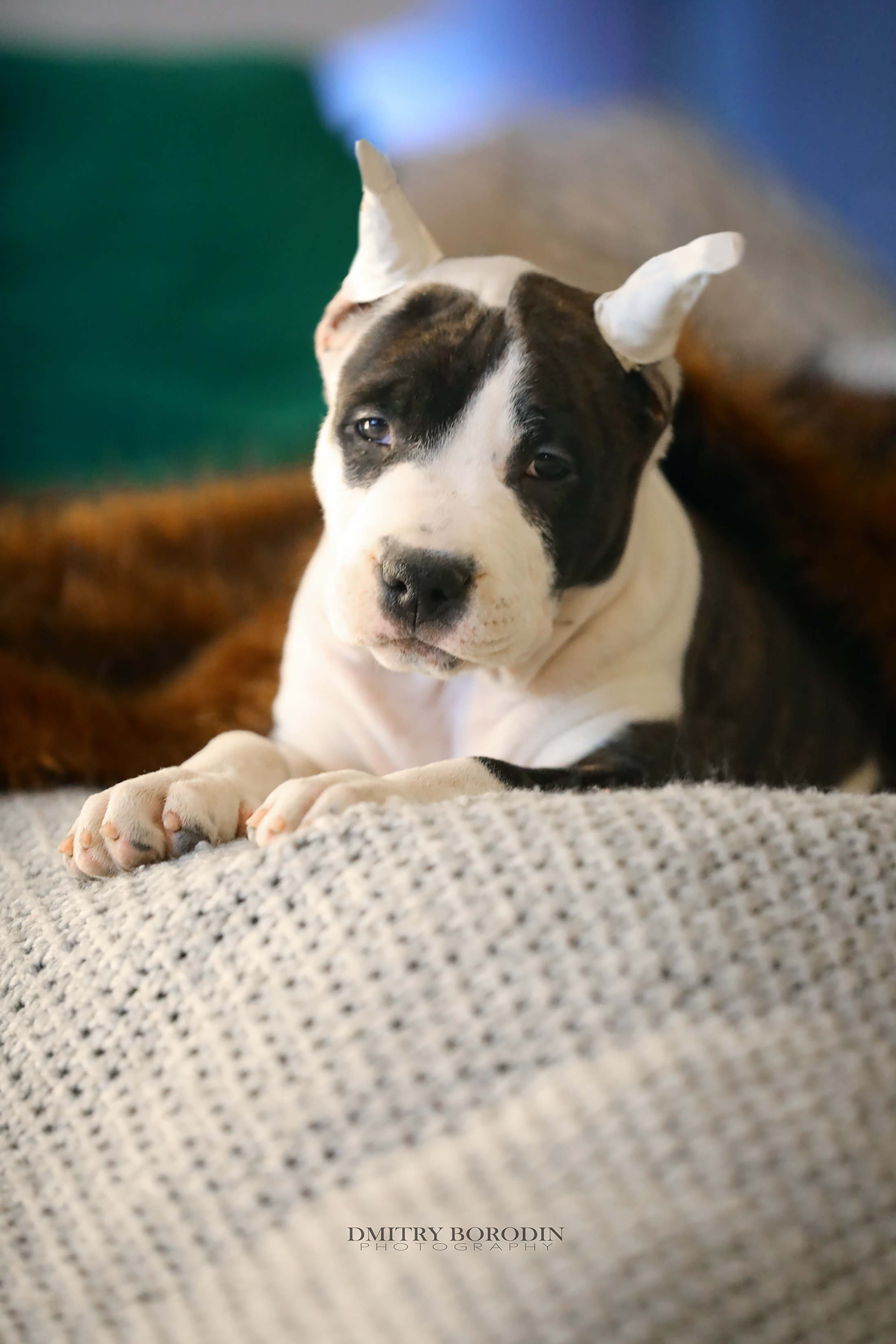 20.12.2021 Ам Стафф Норд. Фотограф Дмитрий Бородин