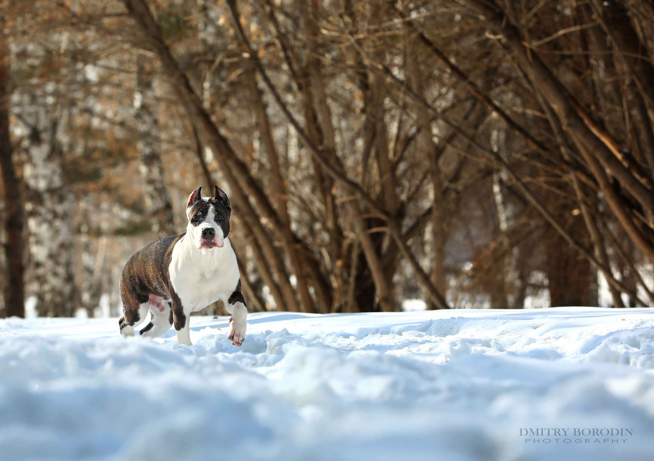 Американский стафф,  Норд. Ph Dmitrii Borodin
