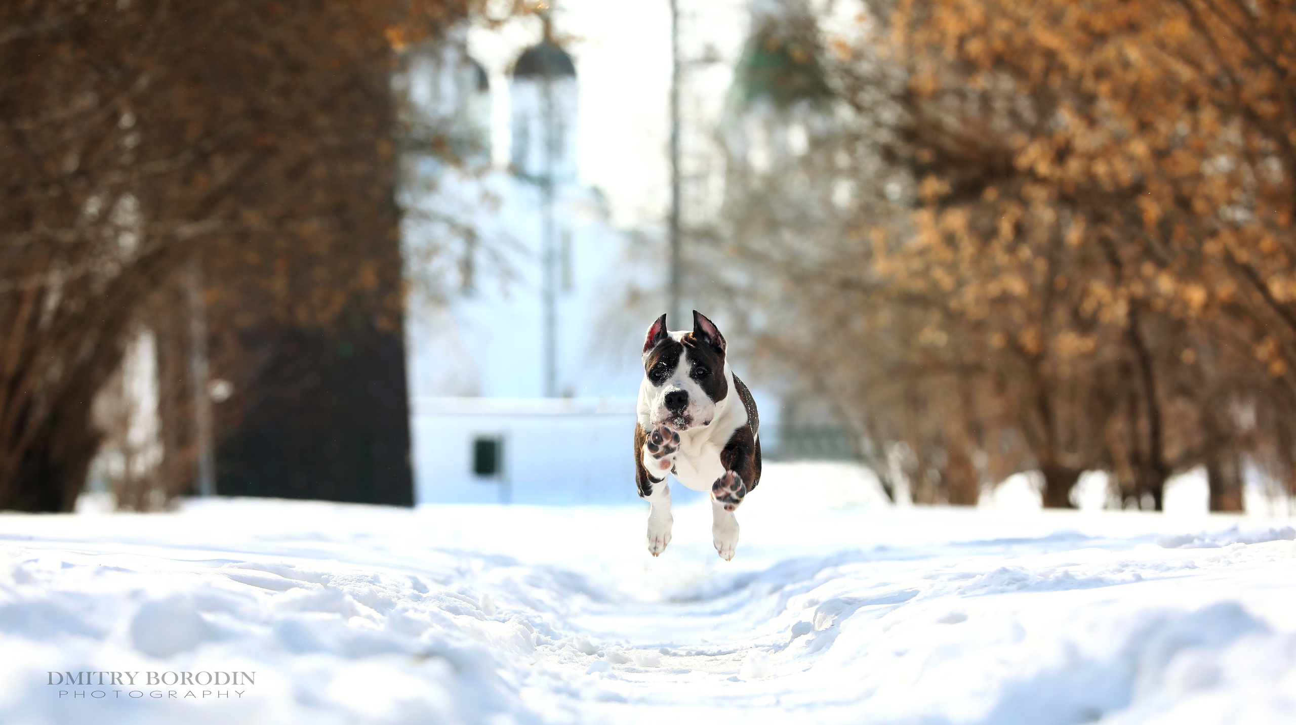 Американский стафф,  Норд. Ph Dmitrii Borodin