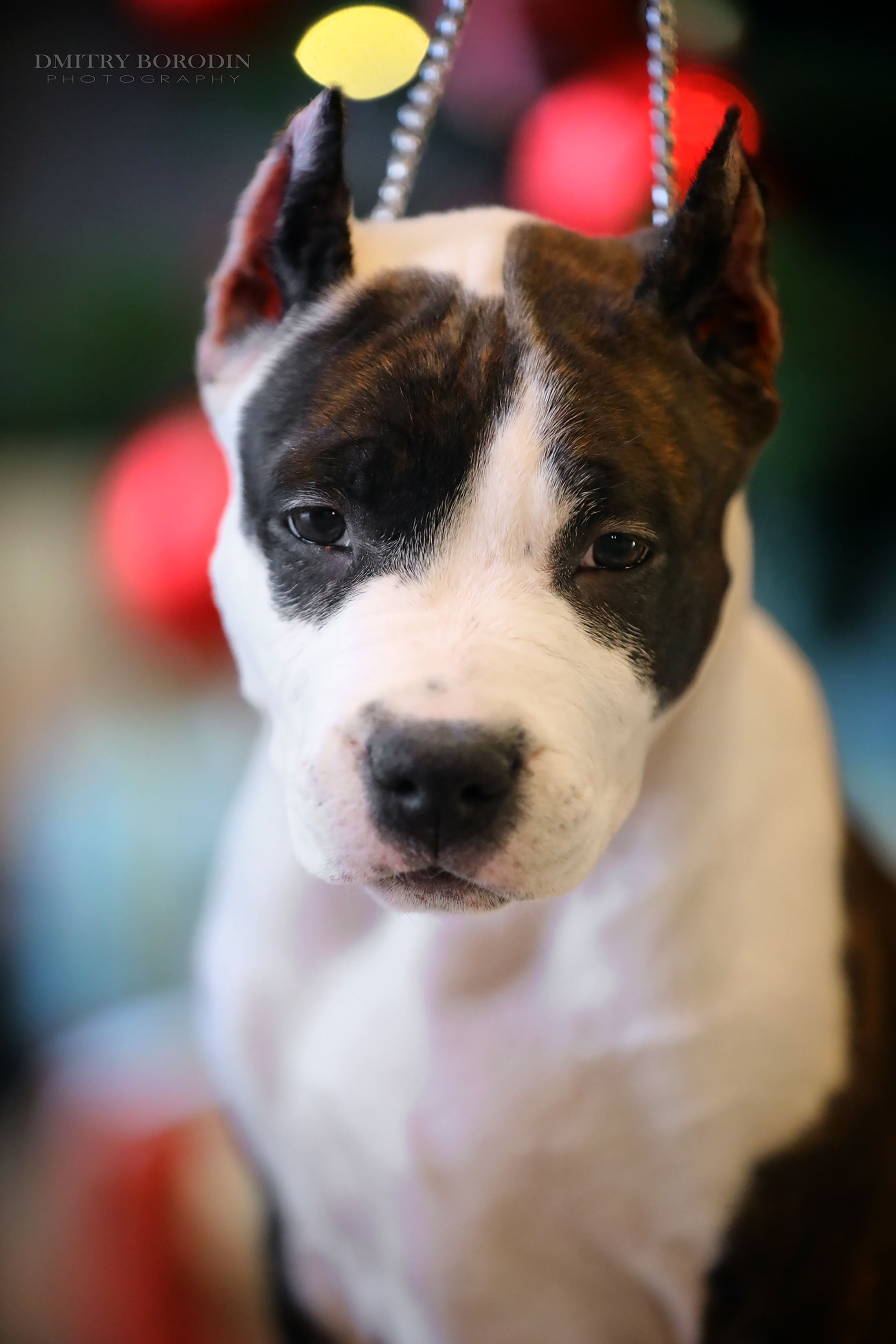 20.12.2021 Ам Стафф Норд. Фотограф Дмитрий Бородин