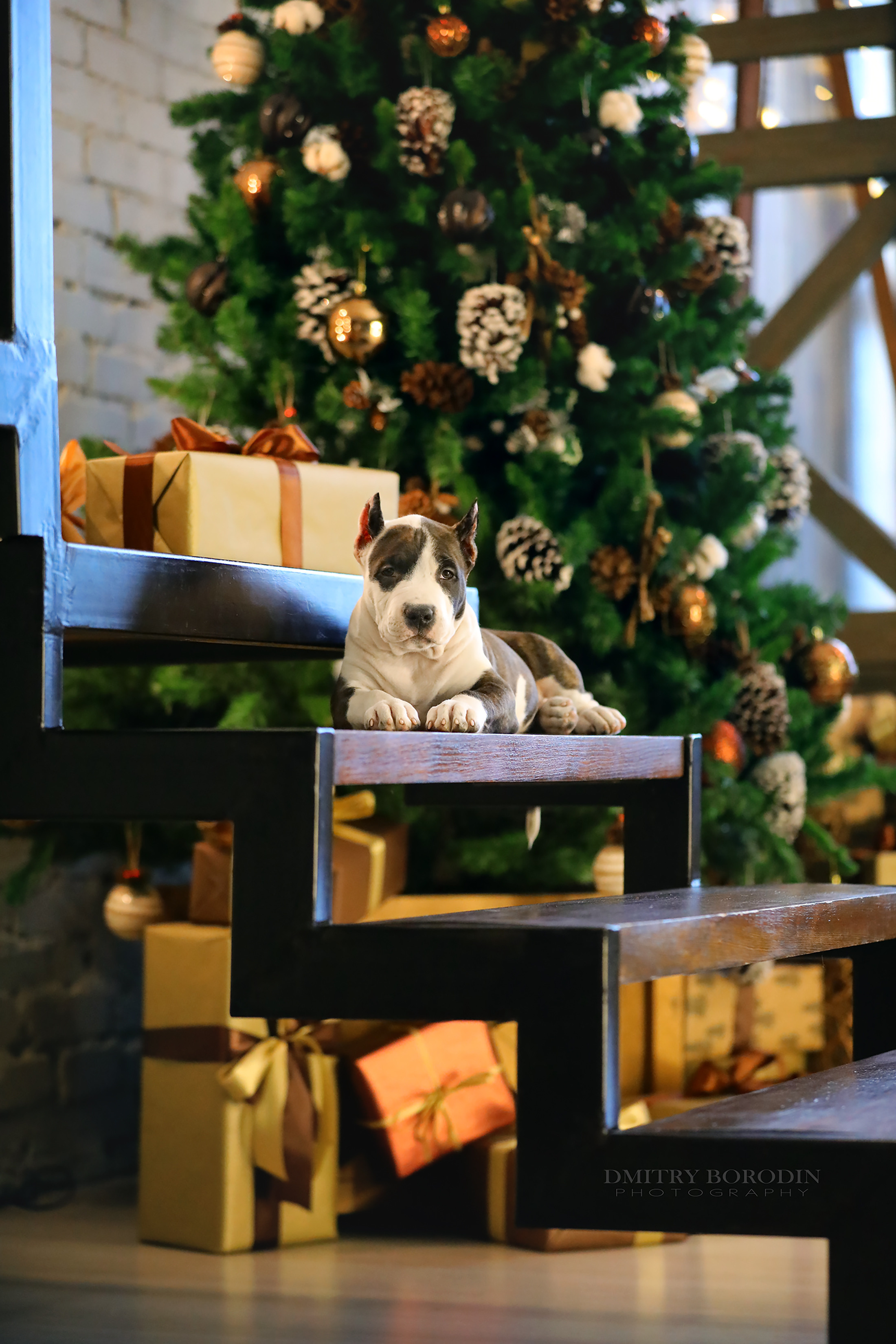 20.12.2021 Ам Стафф Норд. Фотограф Дмитрий Бородин