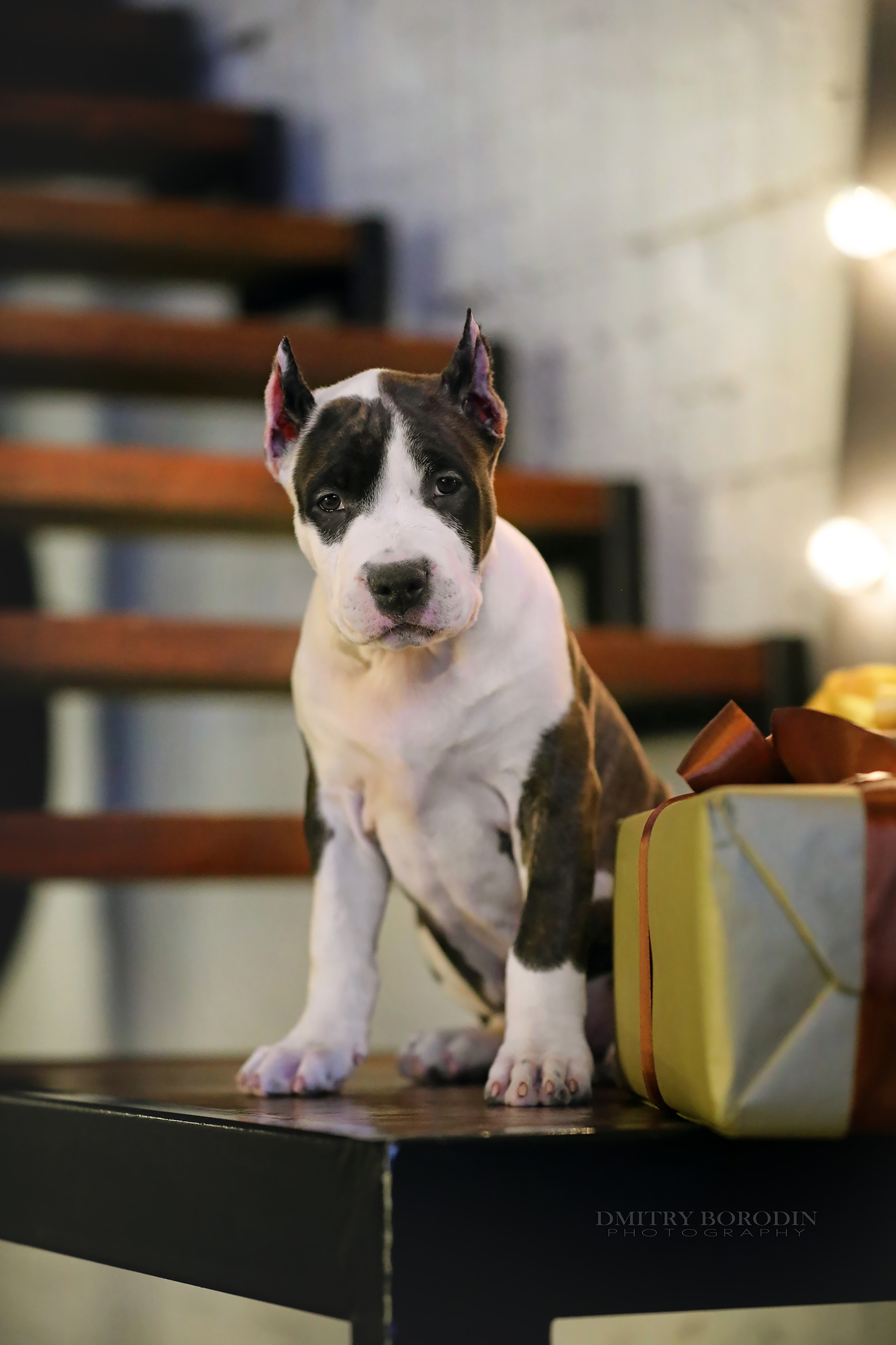 20.12.2021 Ам Стафф Норд. Фотограф Дмитрий Бородин