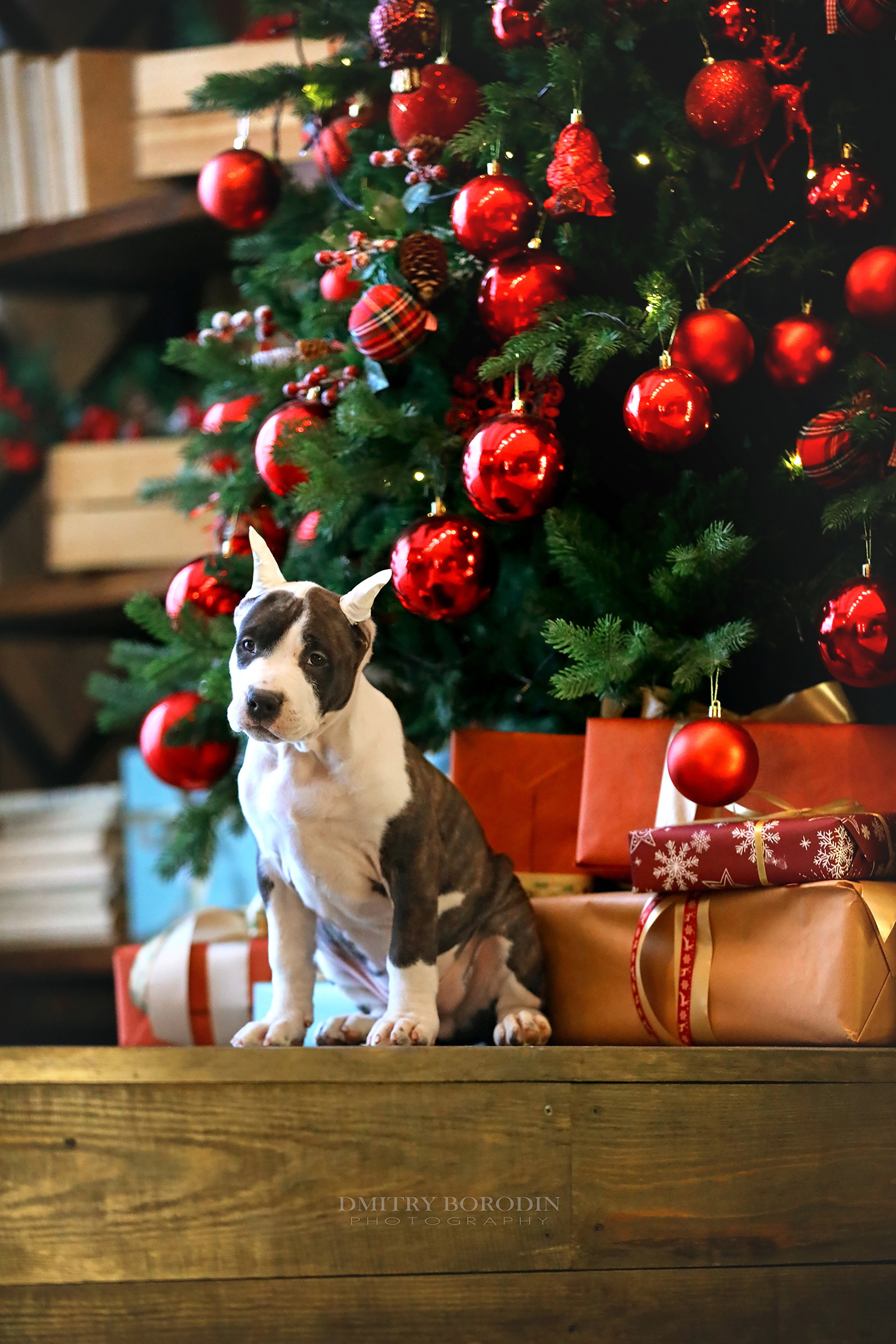 20.12.2021 Ам Стафф Норд. Фотограф Дмитрий Бородин