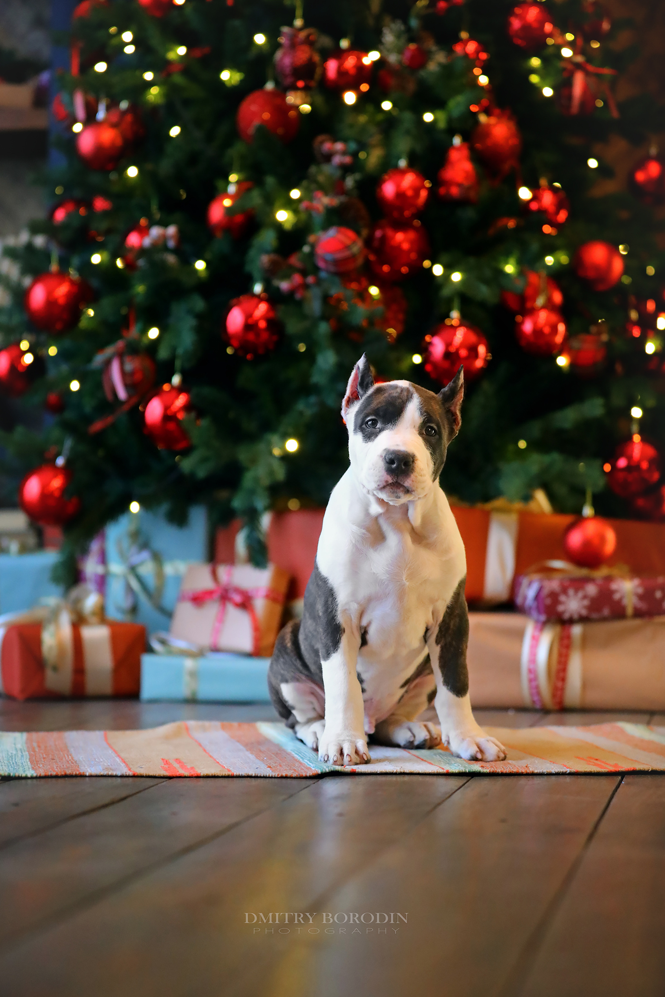 20.12.2021 Ам Стафф Норд. Фотограф Дмитрий Бородин