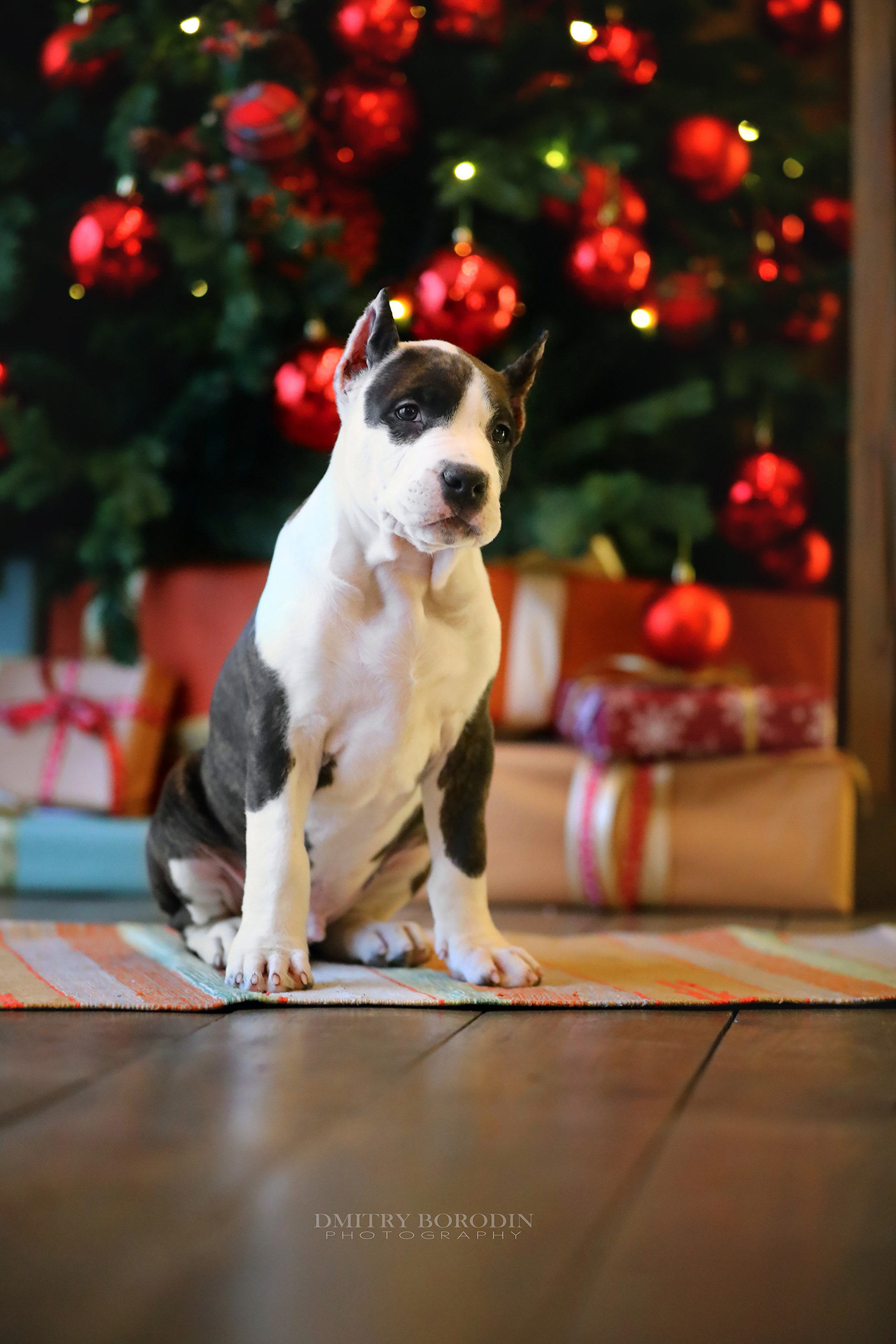 20.12.2021 Ам Стафф Норд. Фотограф Дмитрий Бородин