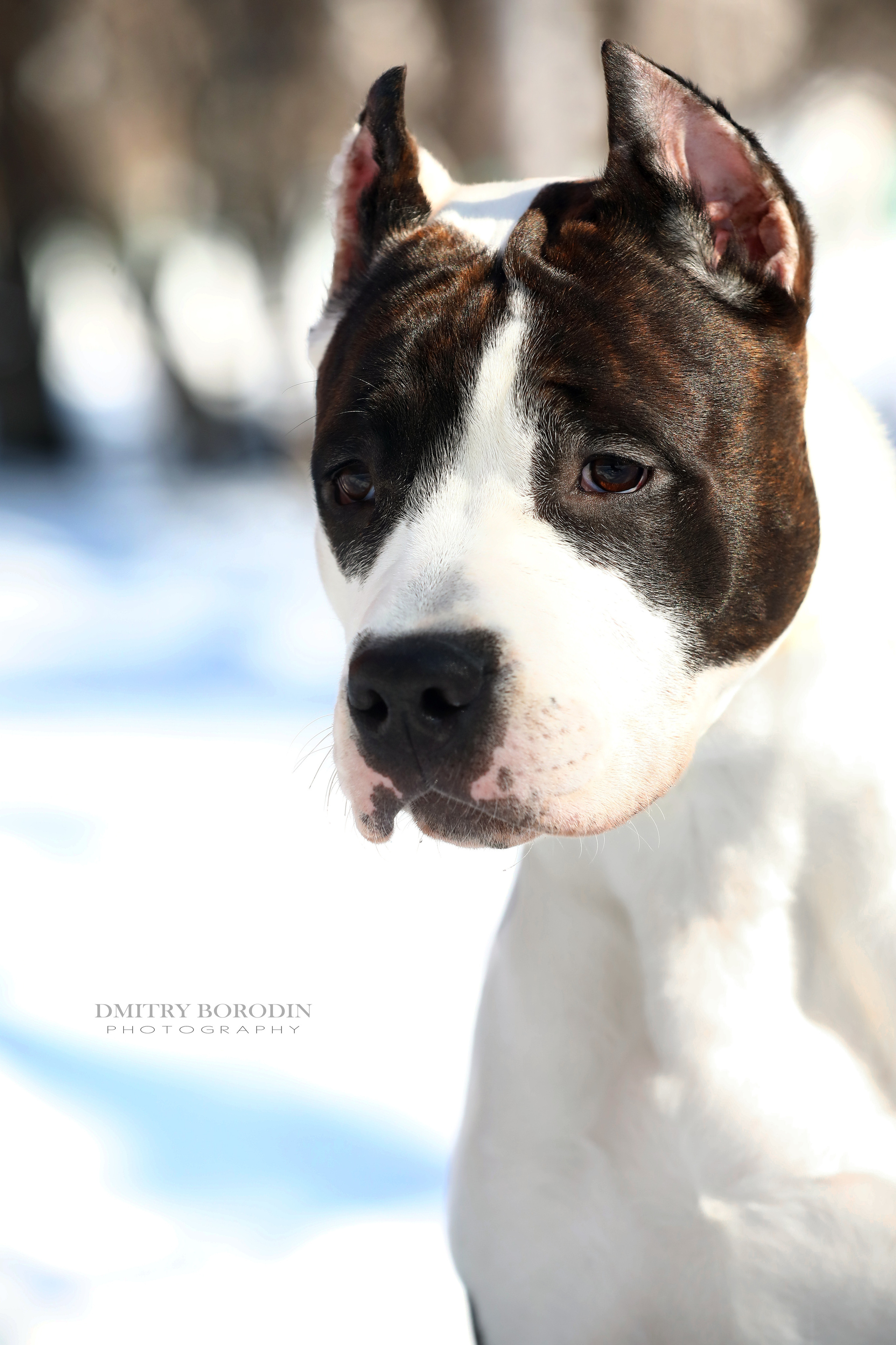 Американский стафф,  Норд. Ph Dmitrii Borodin