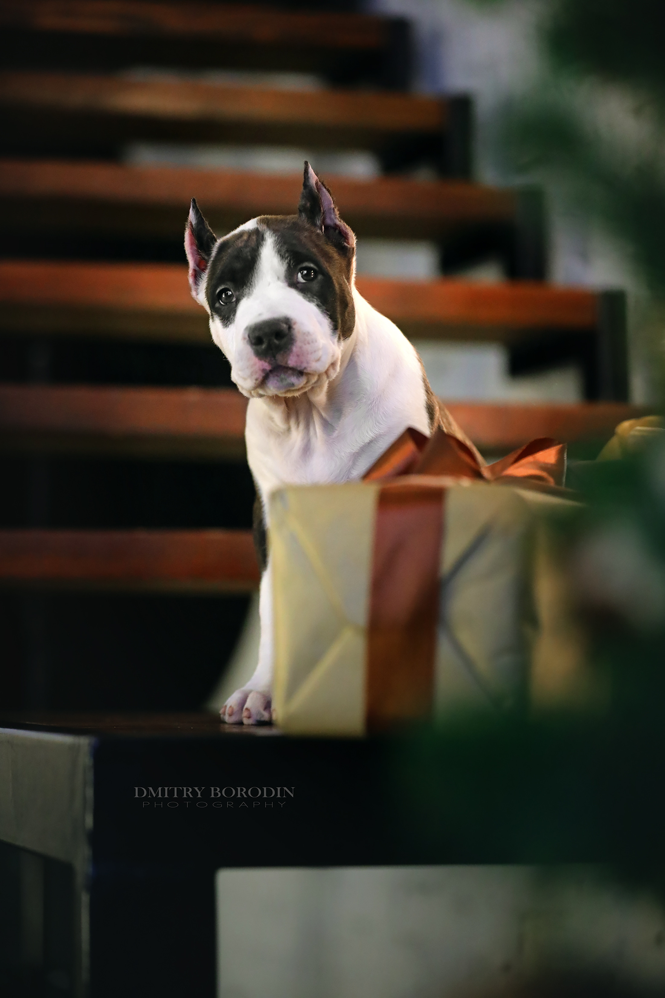 20.12.2021 Ам Стафф Норд. Фотограф Дмитрий Бородин