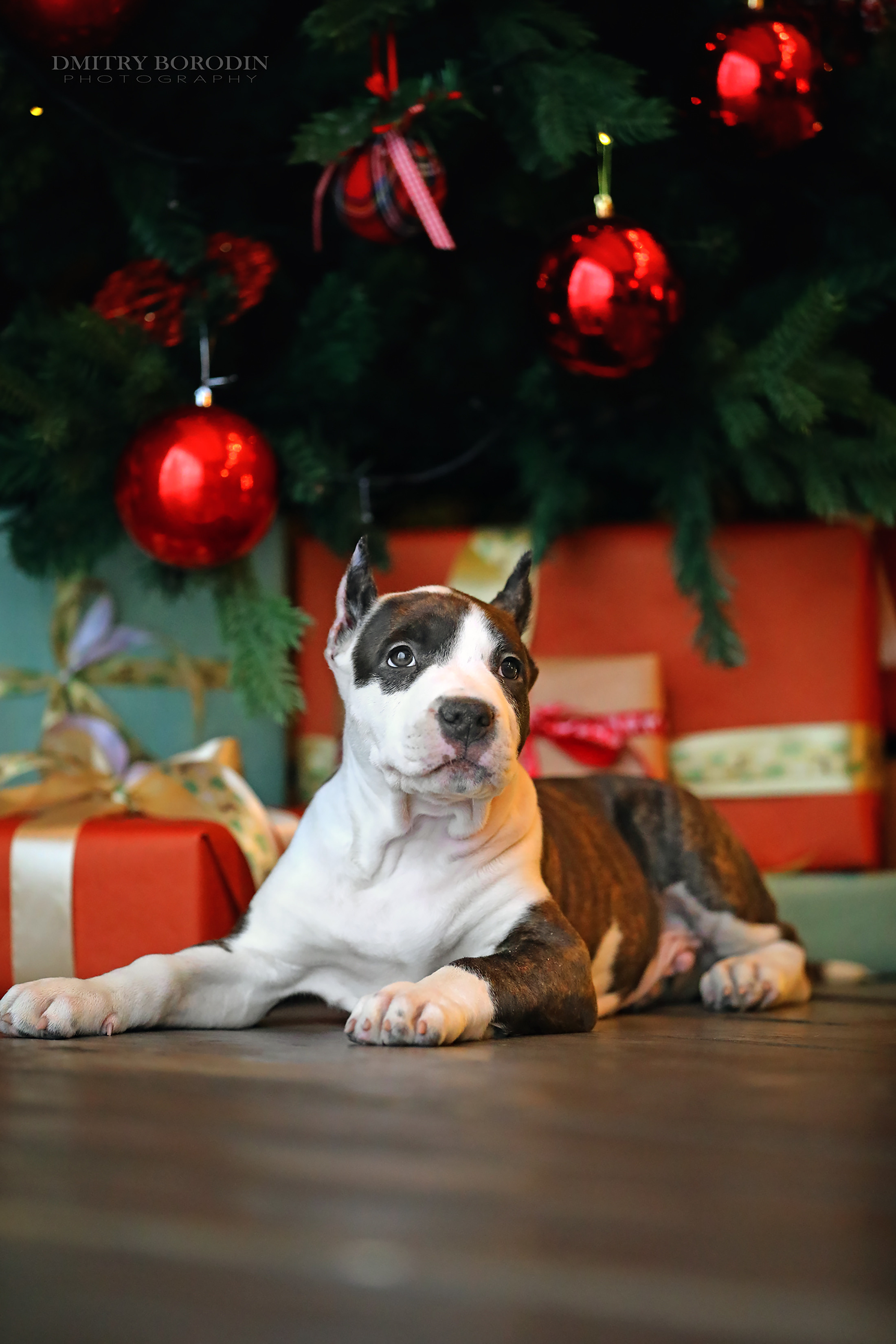 20.12.2021 Ам Стафф Норд. Фотограф Дмитрий Бородин