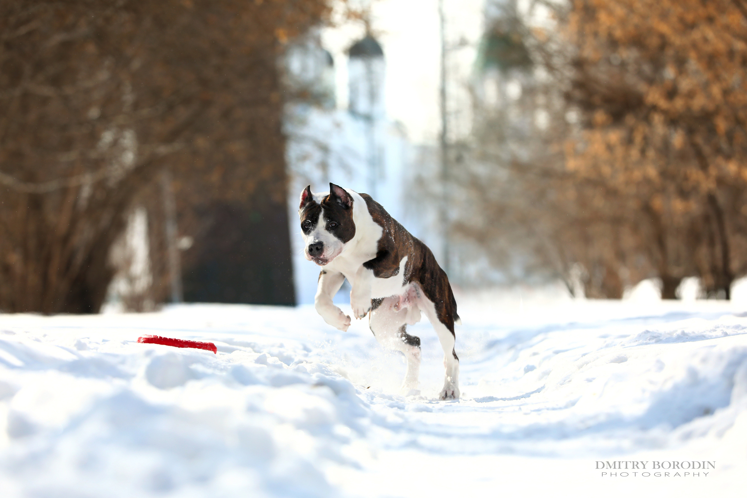 Американский стафф,  Норд. Ph Dmitrii Borodin
