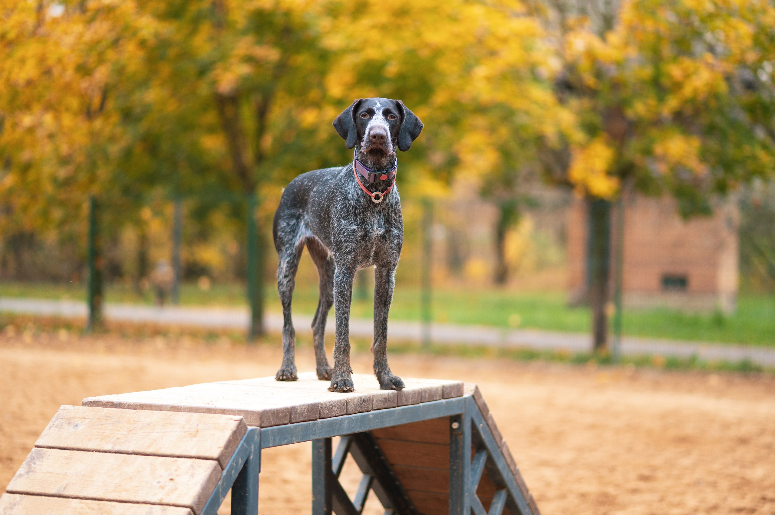 Питомцы. Портретный фотограф в Москве Полина Старцева