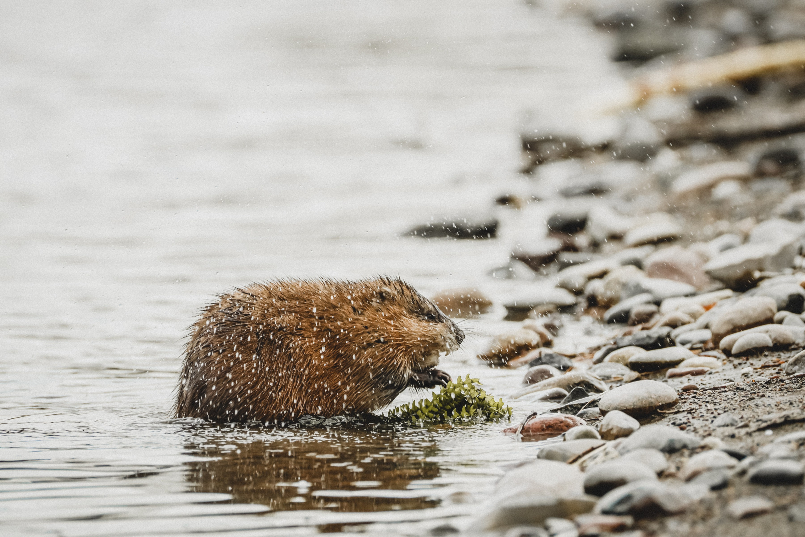 Ондатры. Фотограф в Красноярске Оксана Корчагина