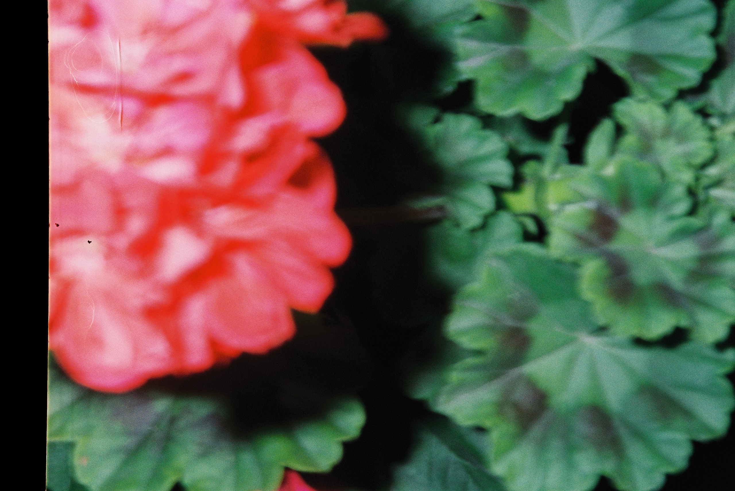 Пленочная фотография. ТАТИ | Татьяна Тихонова | фотограф | Тольятти Самара