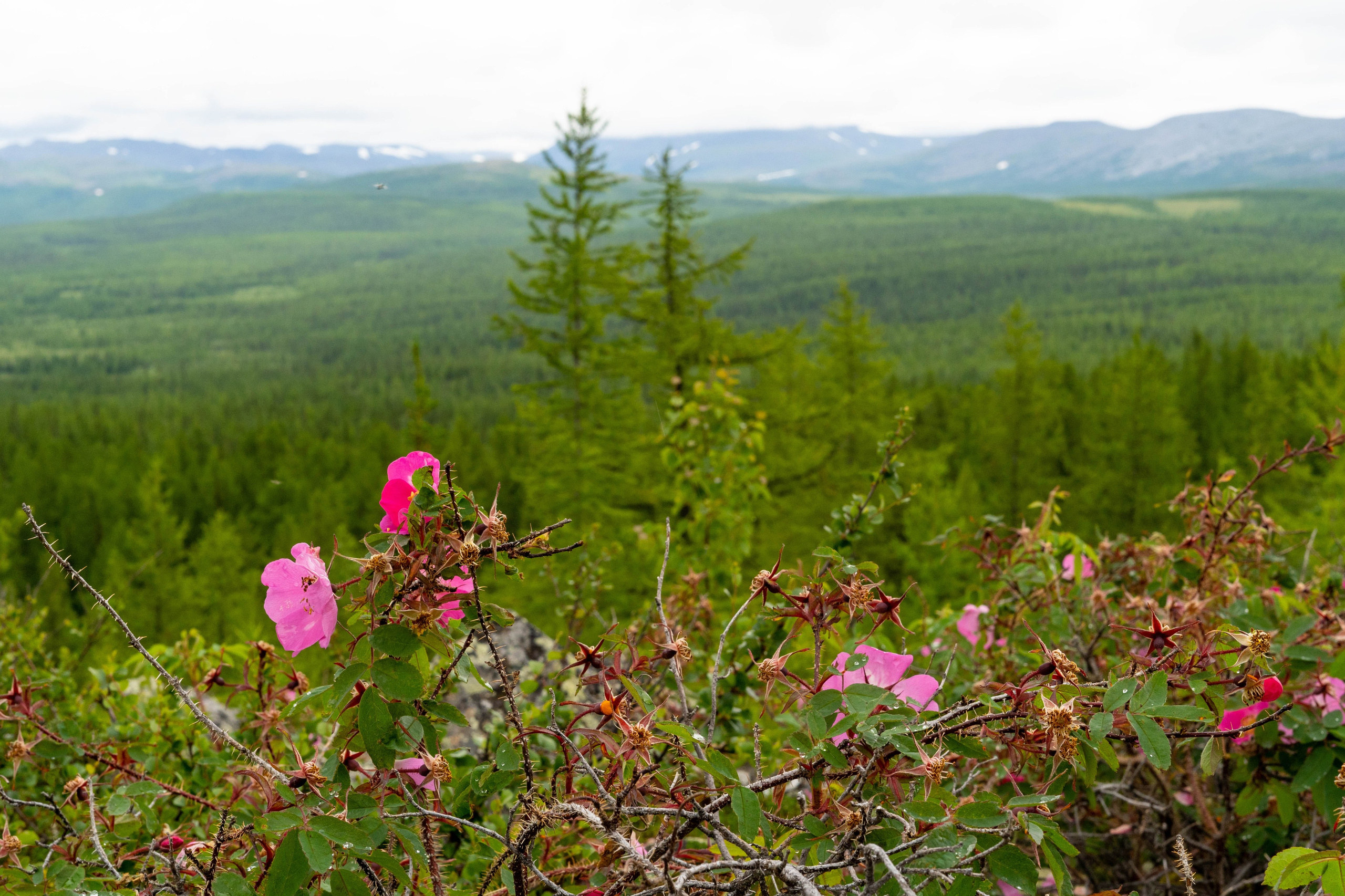 Лето в тундре. Фотограф Екатерина Зорина