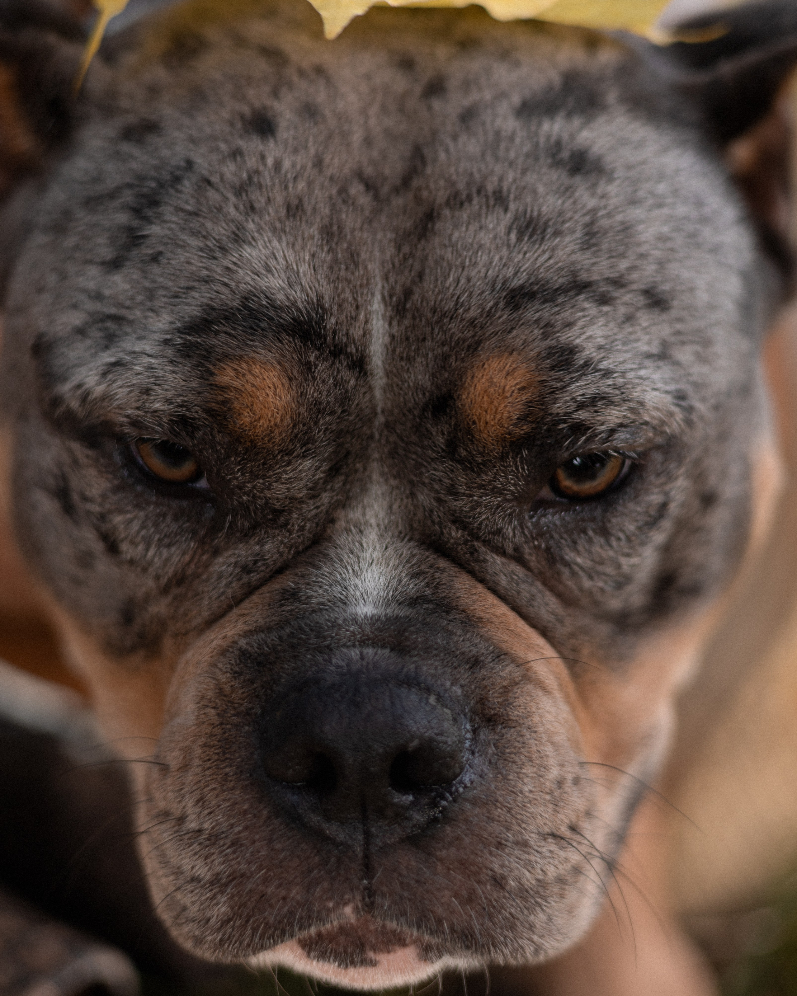 Виктория и Асти. Фотограф в Санкт-Петербурге Масленникова Ксения