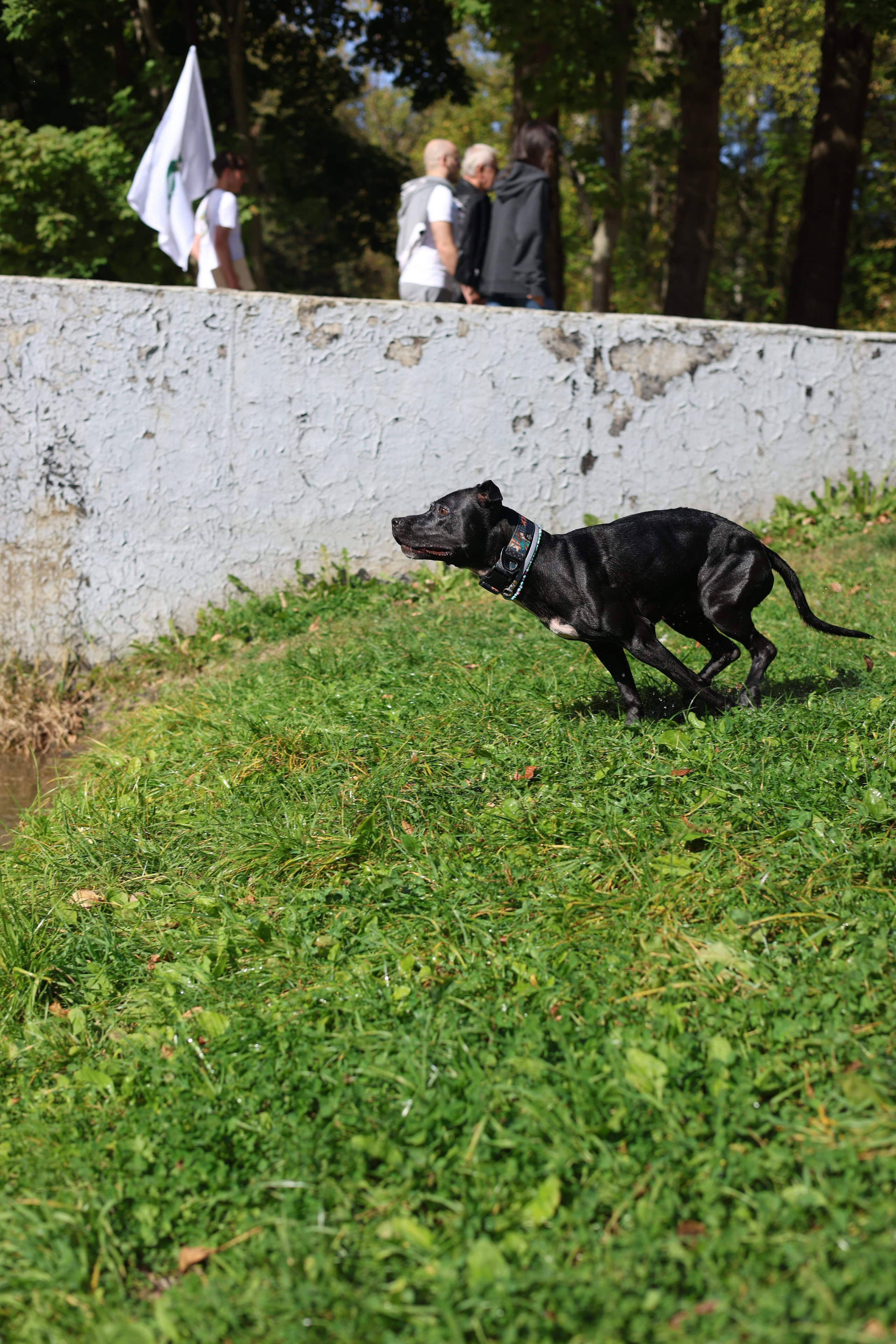 Алена и Бора. Виктория Михайловская. Фотограф-анималист. Москва