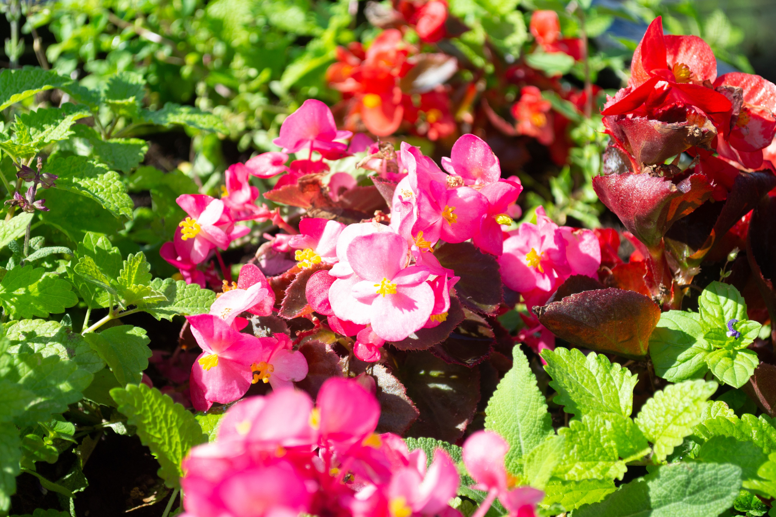 Тульская областная онкологическая больница (лето-цветы, NIKON D3100 35 мм F1,8)). Фотограф в Туле Крупский АнДРей. Фотостудия «КАДР71» в Туле