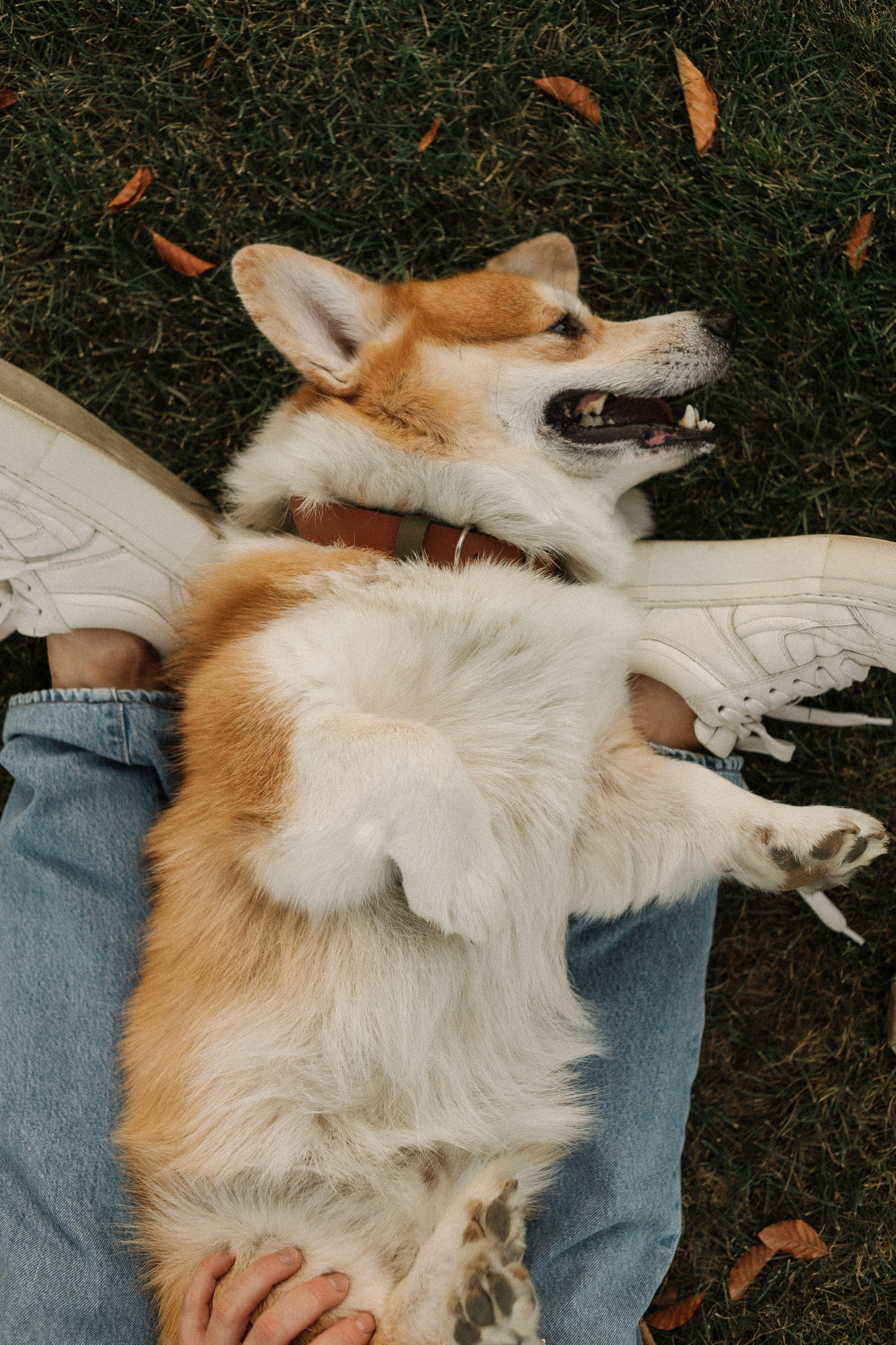 Фокс и его команда. Семейный фотограф в Краснодаре Яна Морева