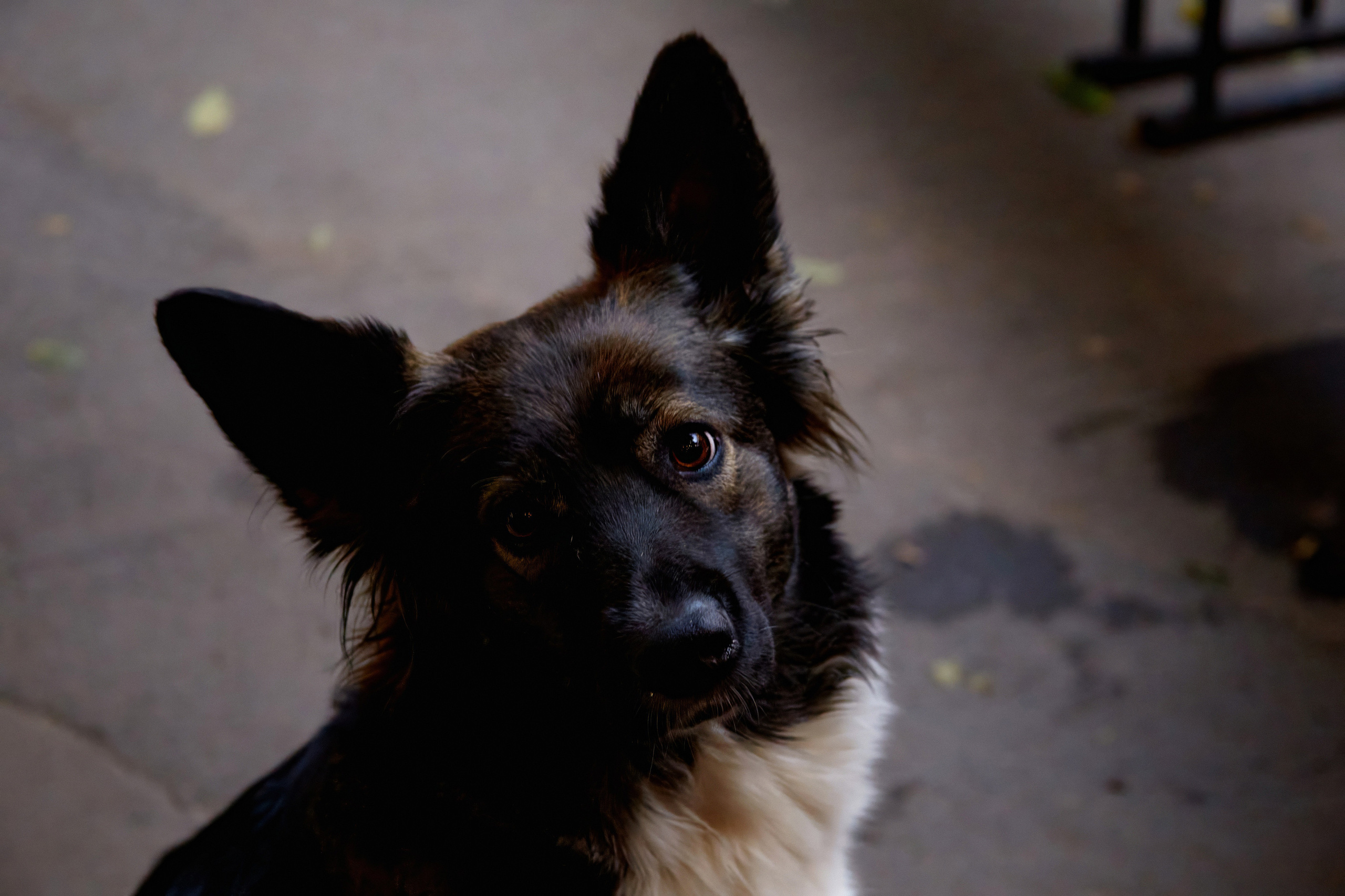 ДОГПАТИ х СОБАКА.RU. DENISOV ART (фото, видео, дизайн) САМАРА