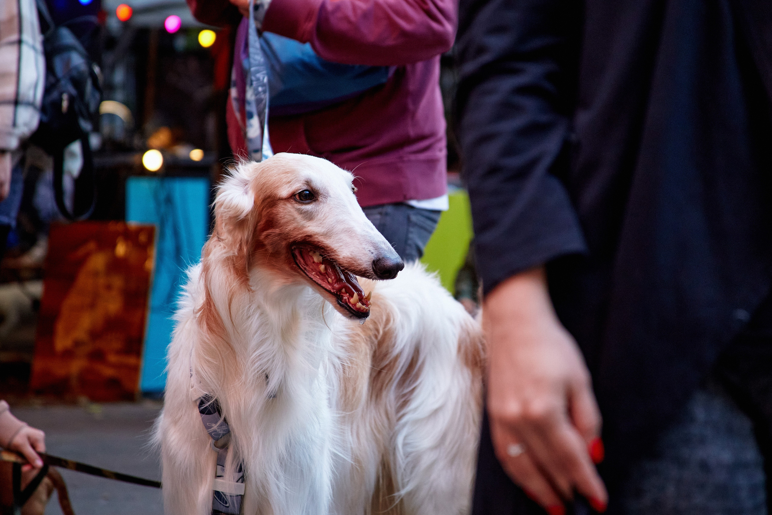 ДОГПАТИ х СОБАКА.RU. DENISOV ART (фото, видео, дизайн) САМАРА
