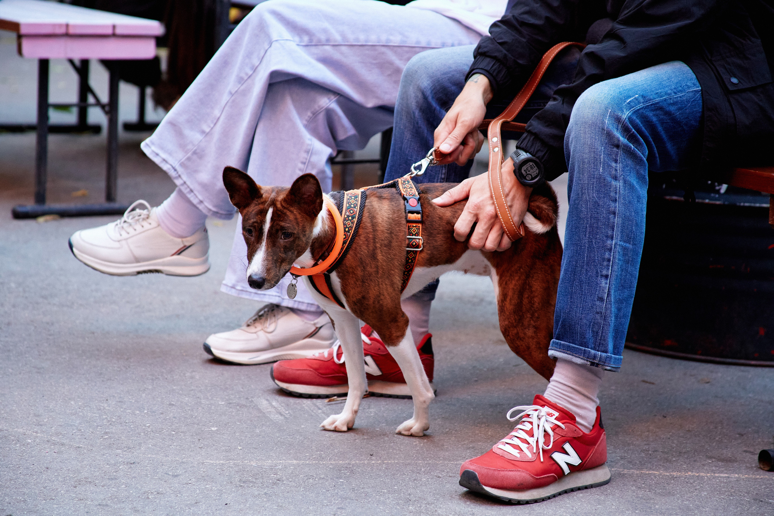 ДОГПАТИ х СОБАКА.RU. DENISOV ART (фото, видео, дизайн) САМАРА