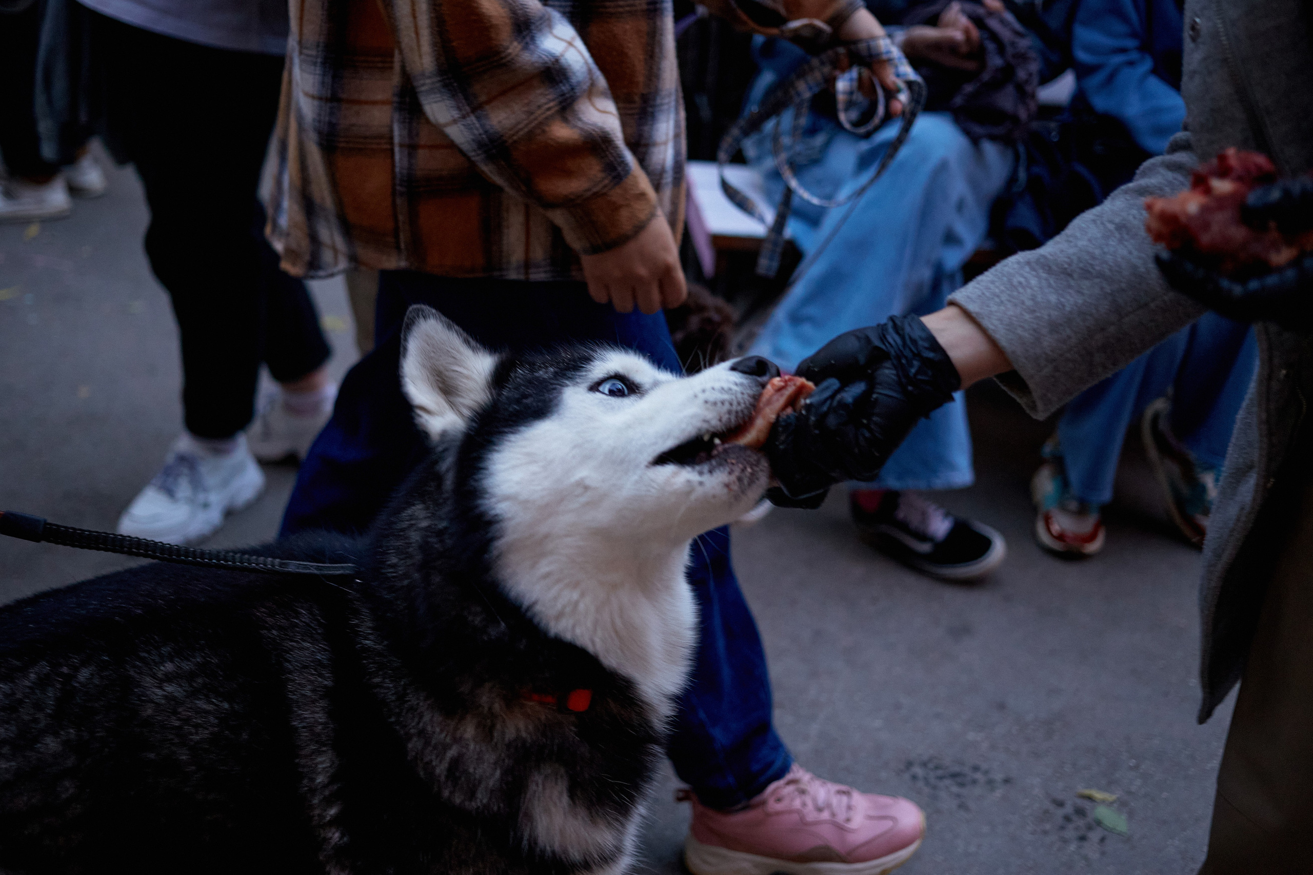 ДОГПАТИ х СОБАКА.RU. DENISOV ART (фото, видео, дизайн) САМАРА