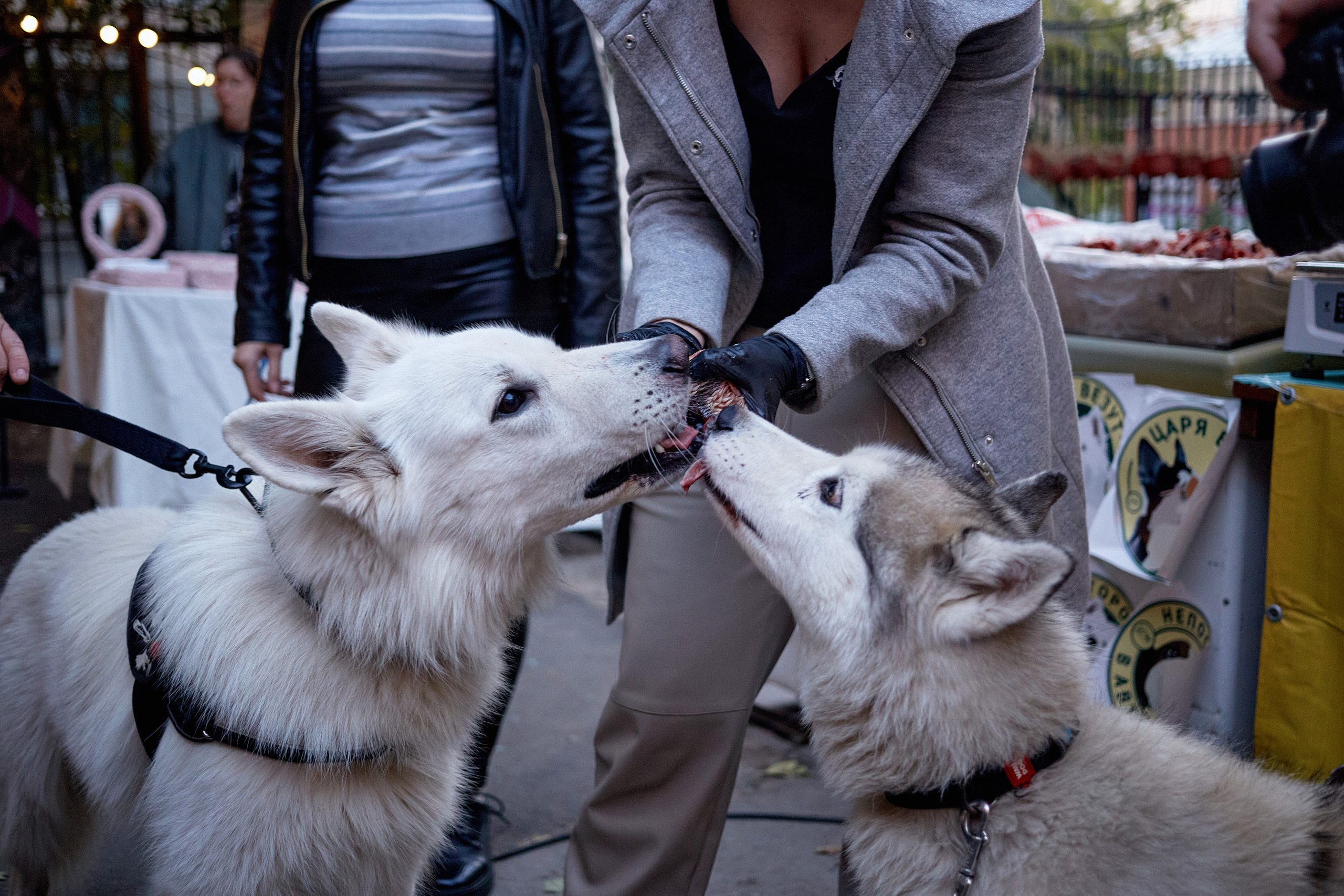 ДОГПАТИ х СОБАКА.RU. DENISOV ART (фото, видео, дизайн) САМАРА