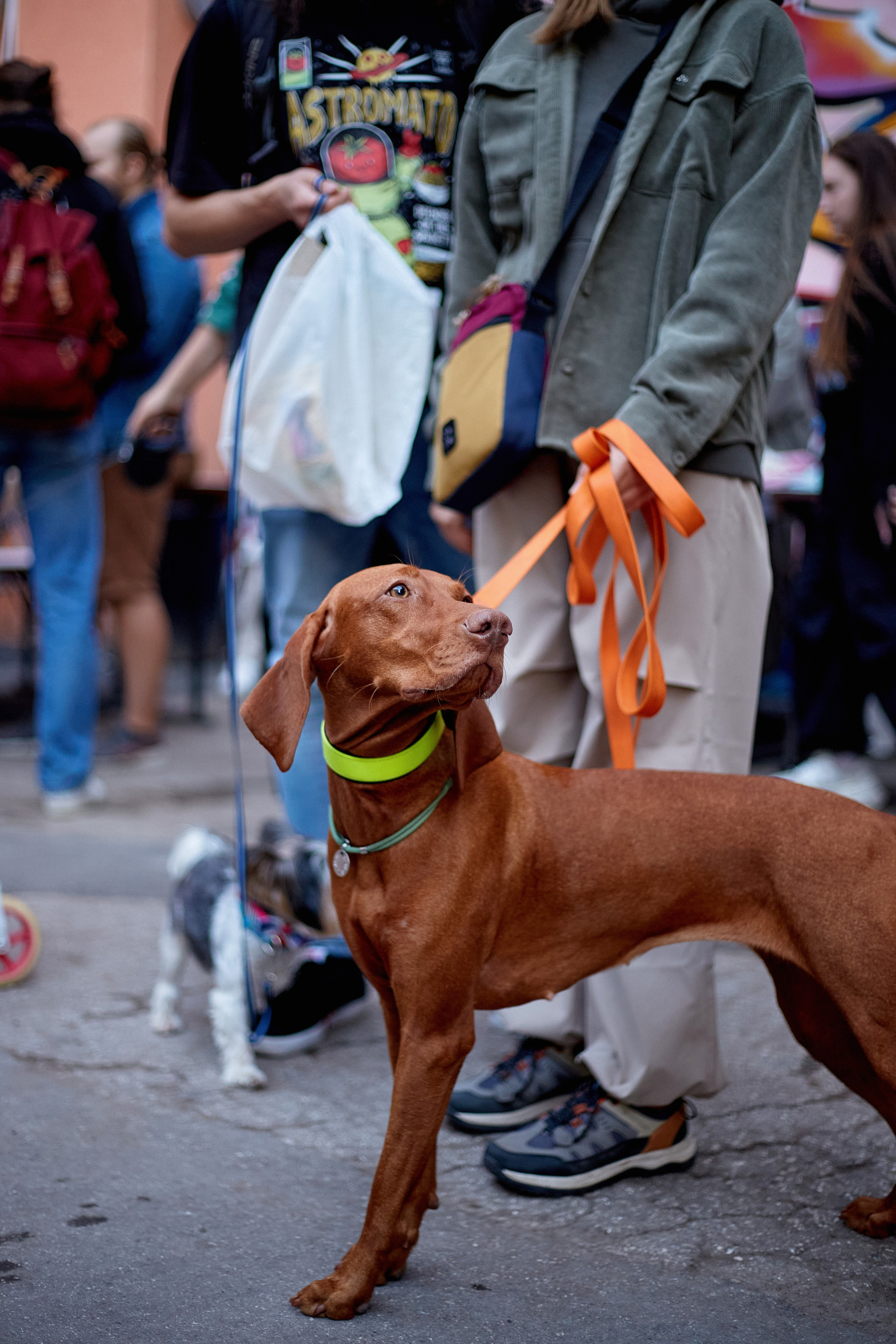 ДОГПАТИ х СОБАКА.RU. DENISOV ART (фото, видео, дизайн) САМАРА