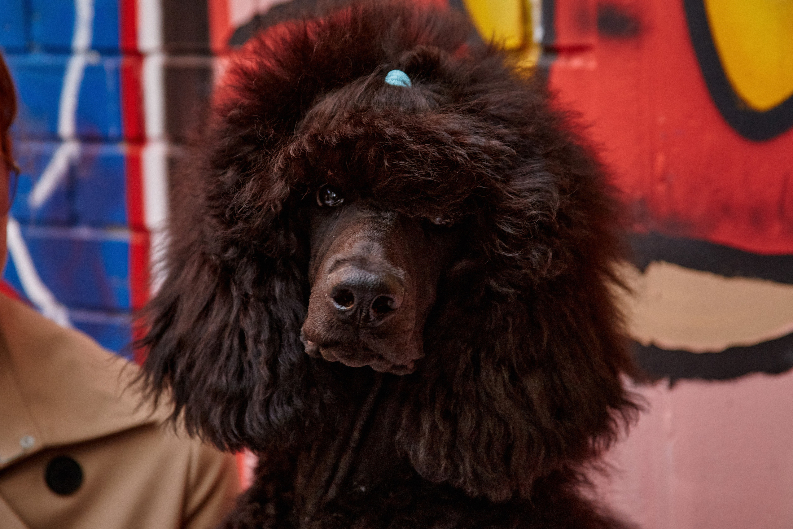 ДОГПАТИ х СОБАКА.RU. DENISOV ART (фото, видео, дизайн) САМАРА